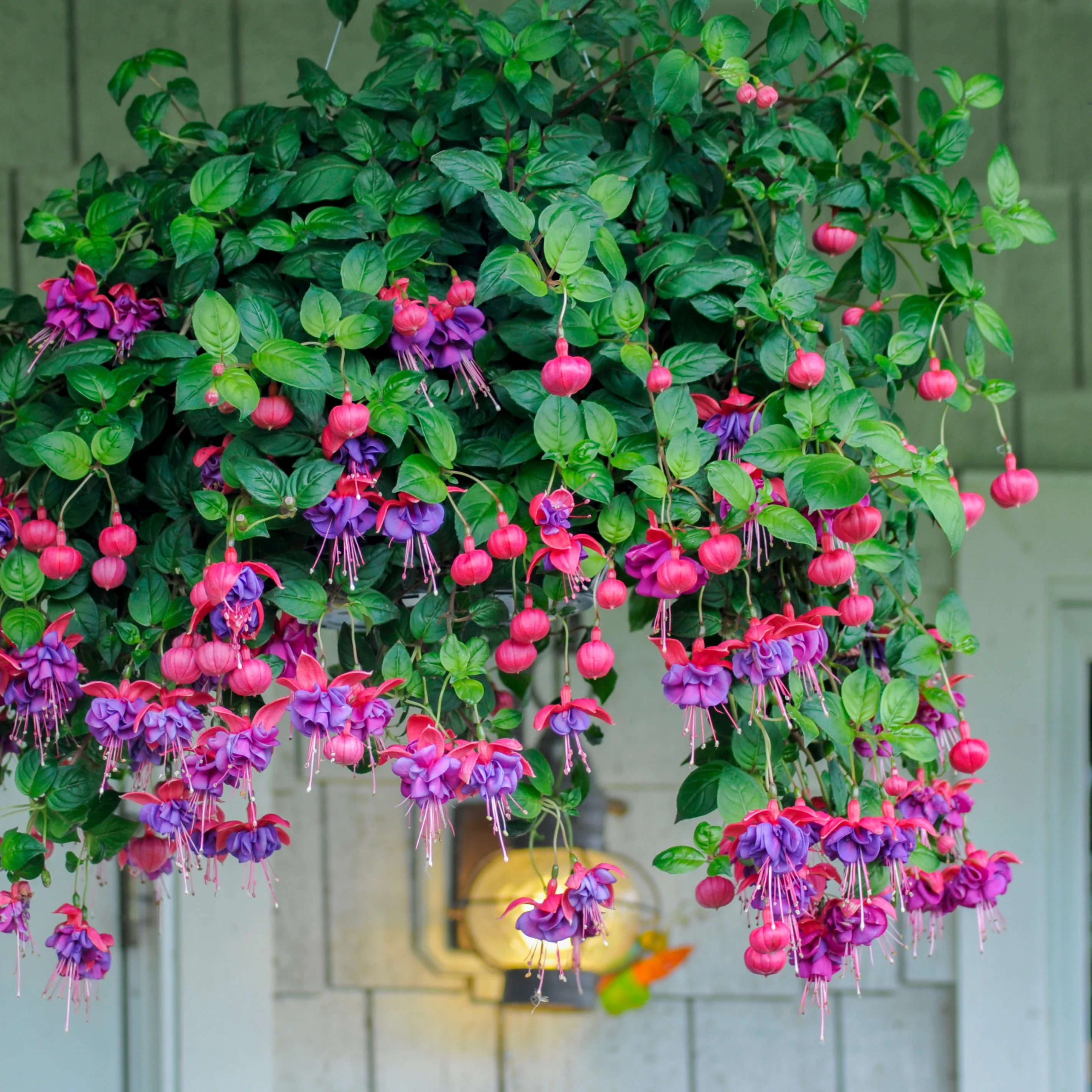 3 Fuchsias retombants Dark Eyes