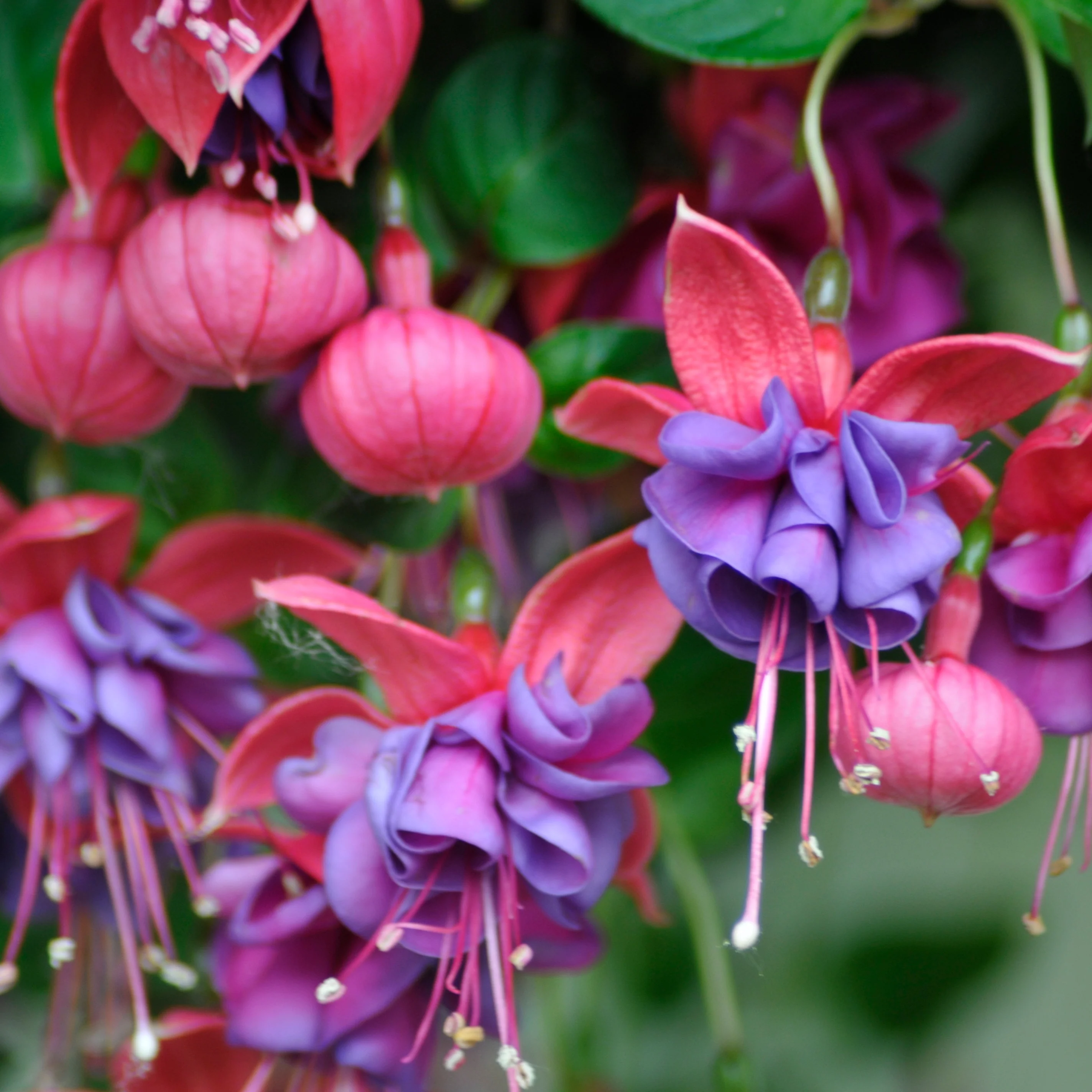 3 Fuchsias retombants Dark Eyes - Image 3