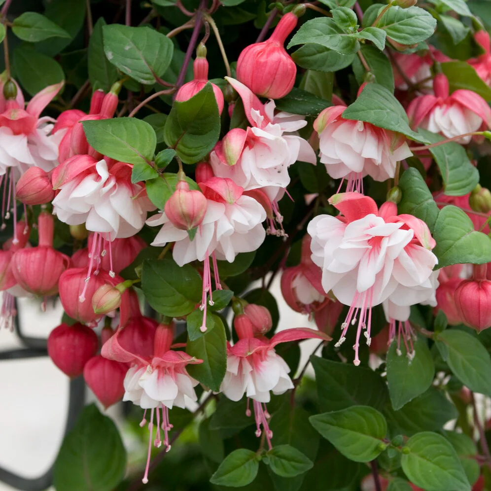 Fuchsia retombant Swingtime