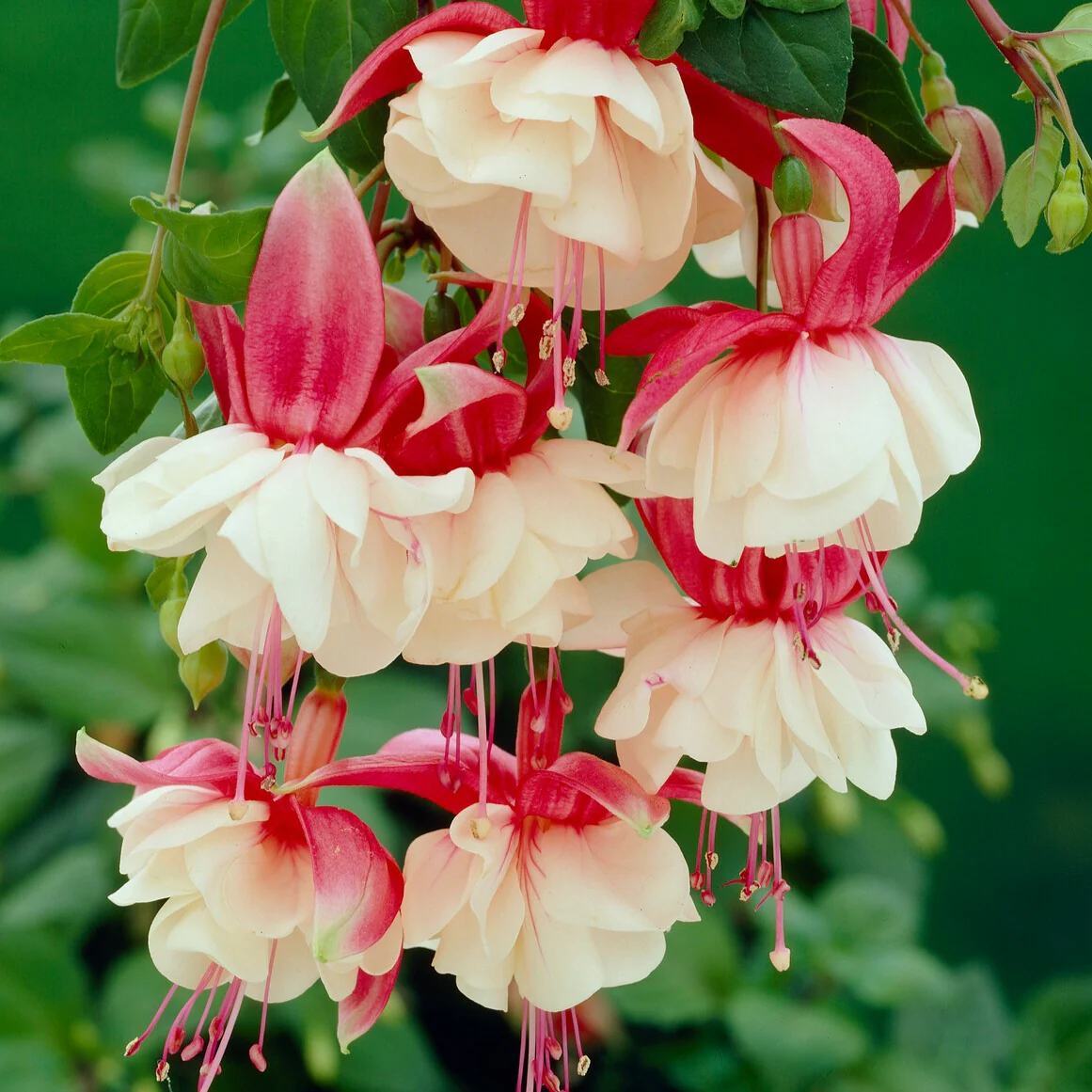 Fuchsia retombant Swingtime - Image 2