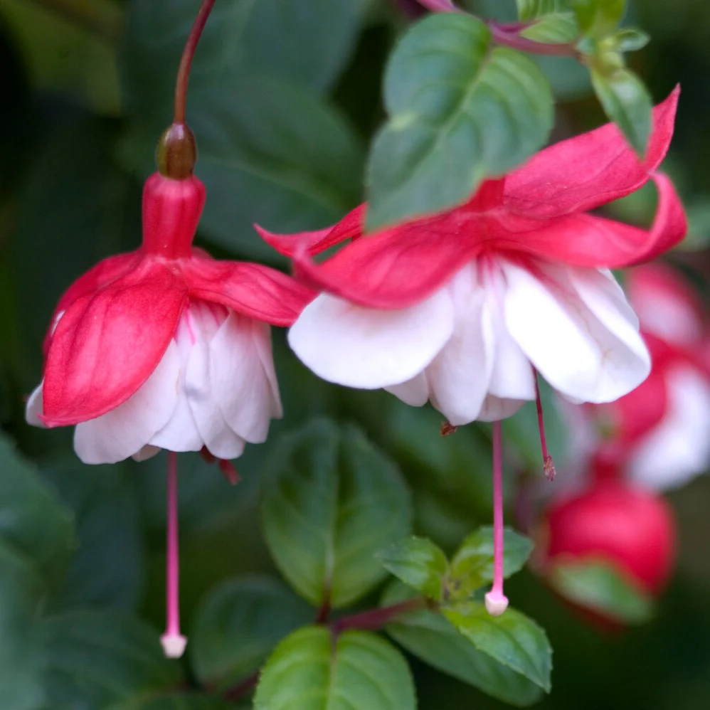 Fuchsia retombant Swingtime - Image 3