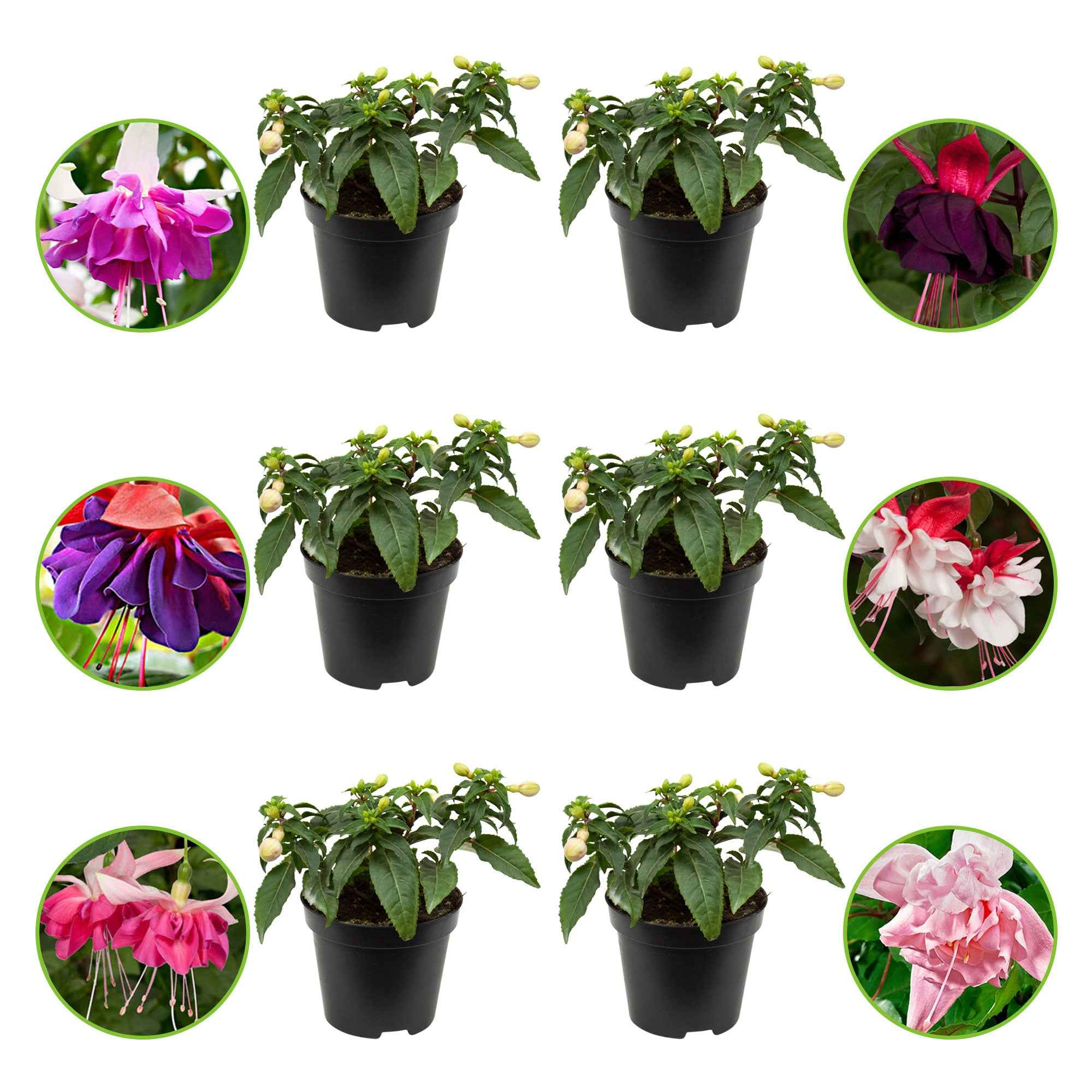 6 Fuchsias All in One en mélange - Image 2