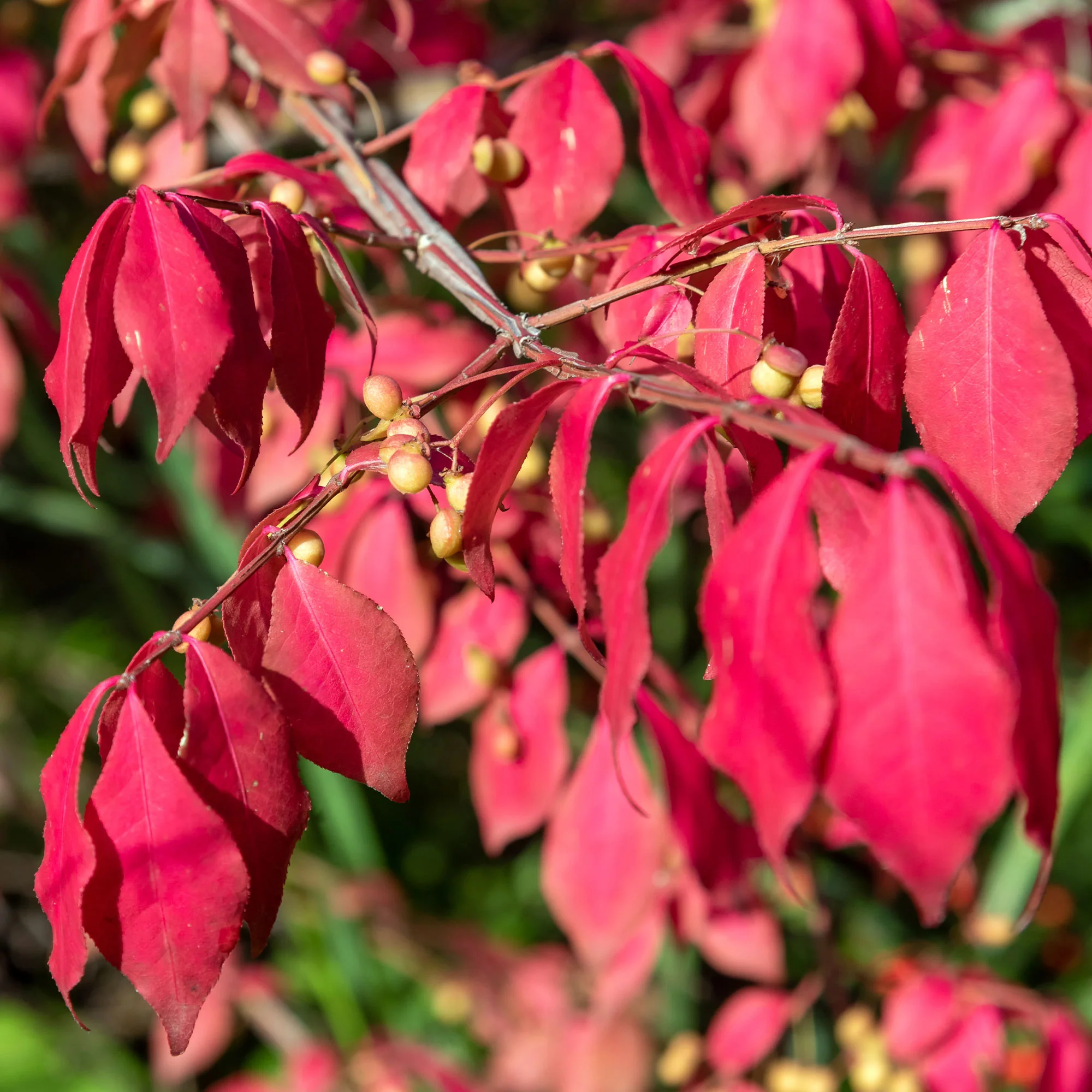 Fusain de Chine Euonymus phellomanus - Image 2