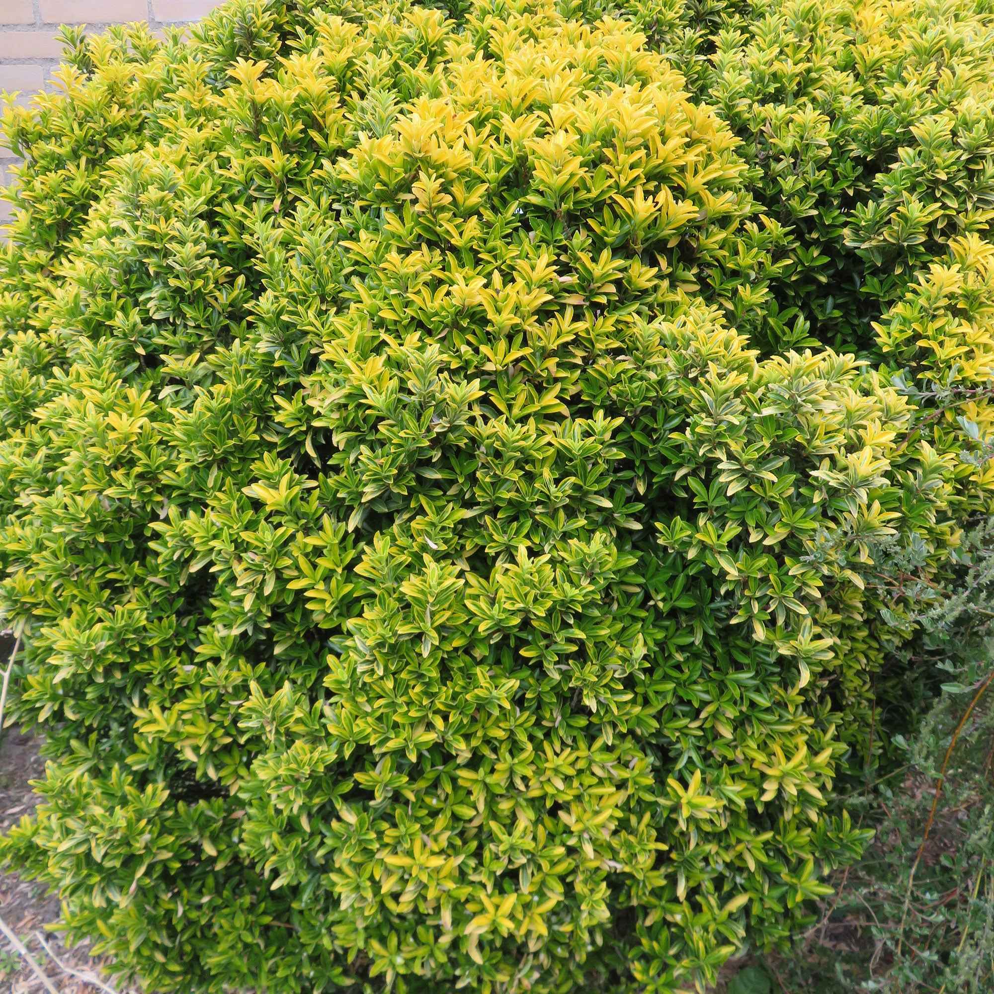 Fusain du Japon aureovariegatus
