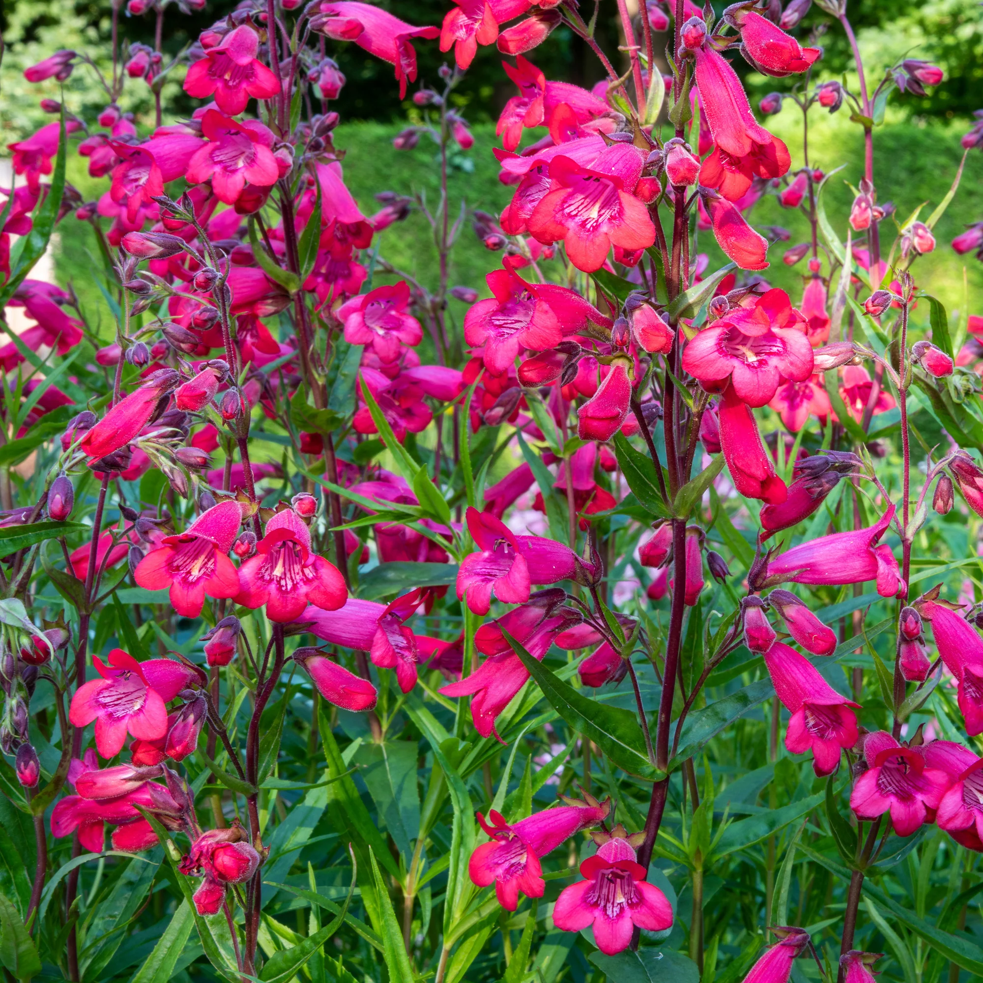 Galane Schoenholzeri - Penstemon - Image 2