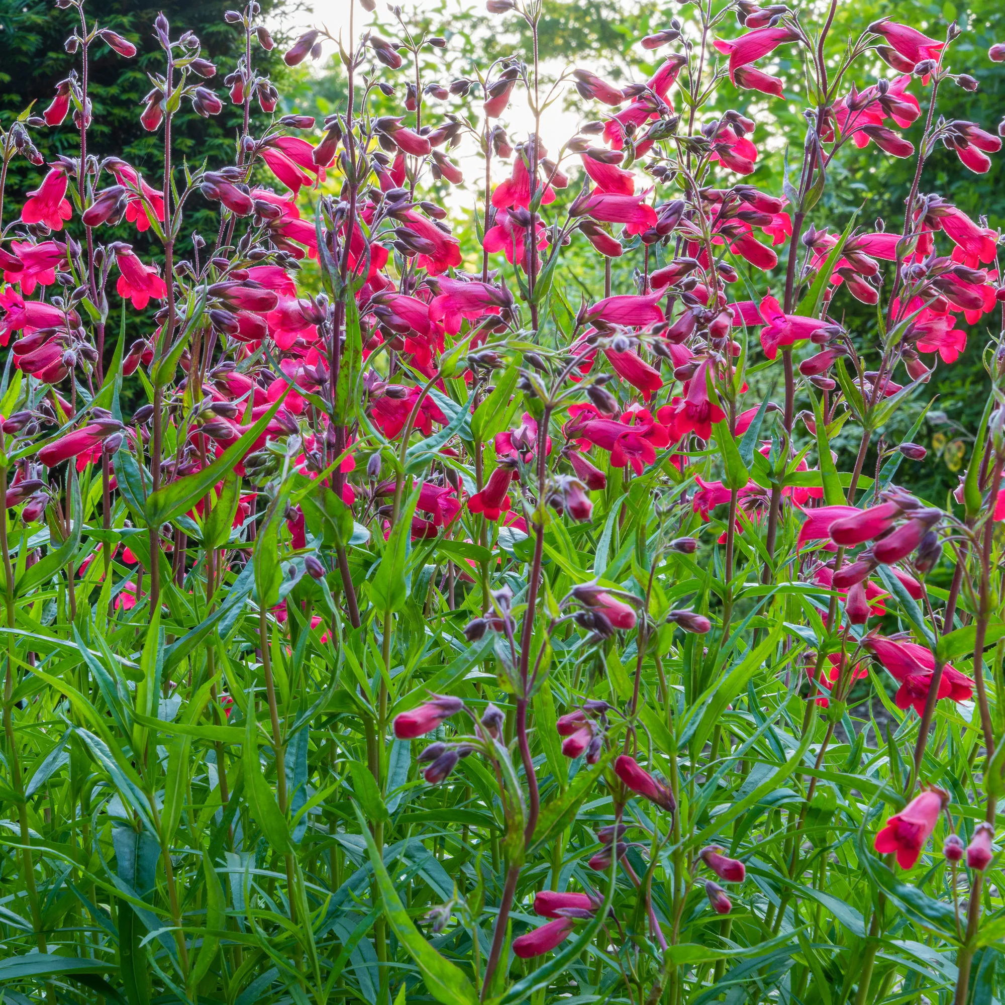 Galane Schoenholzeri - Penstemon - Image 3