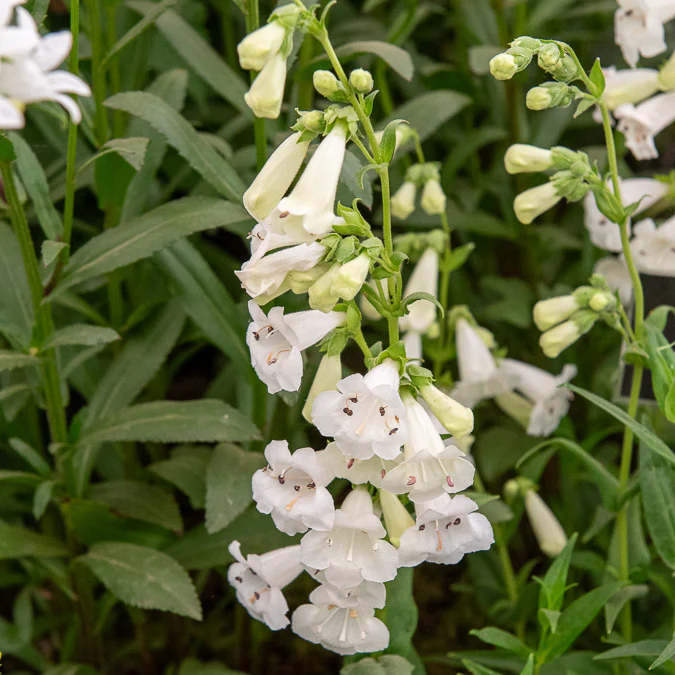 Galane White Bedder - Penstemon - Image 3