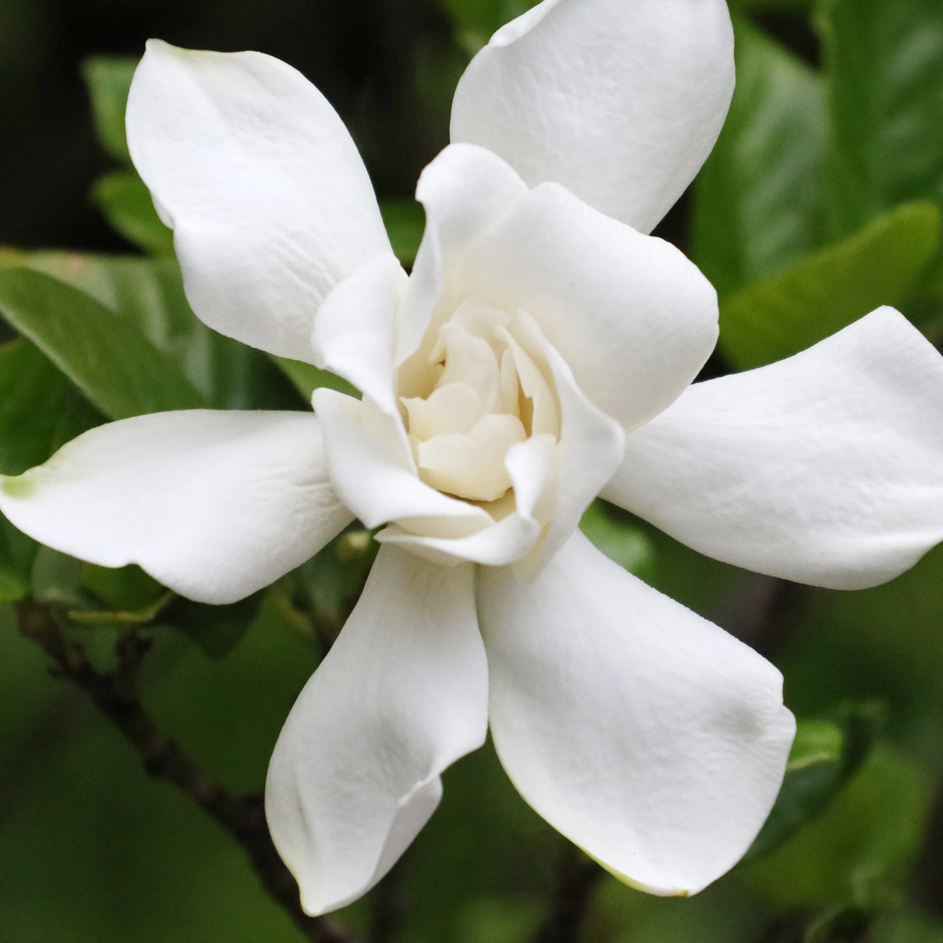 Gardenia Celestial Star