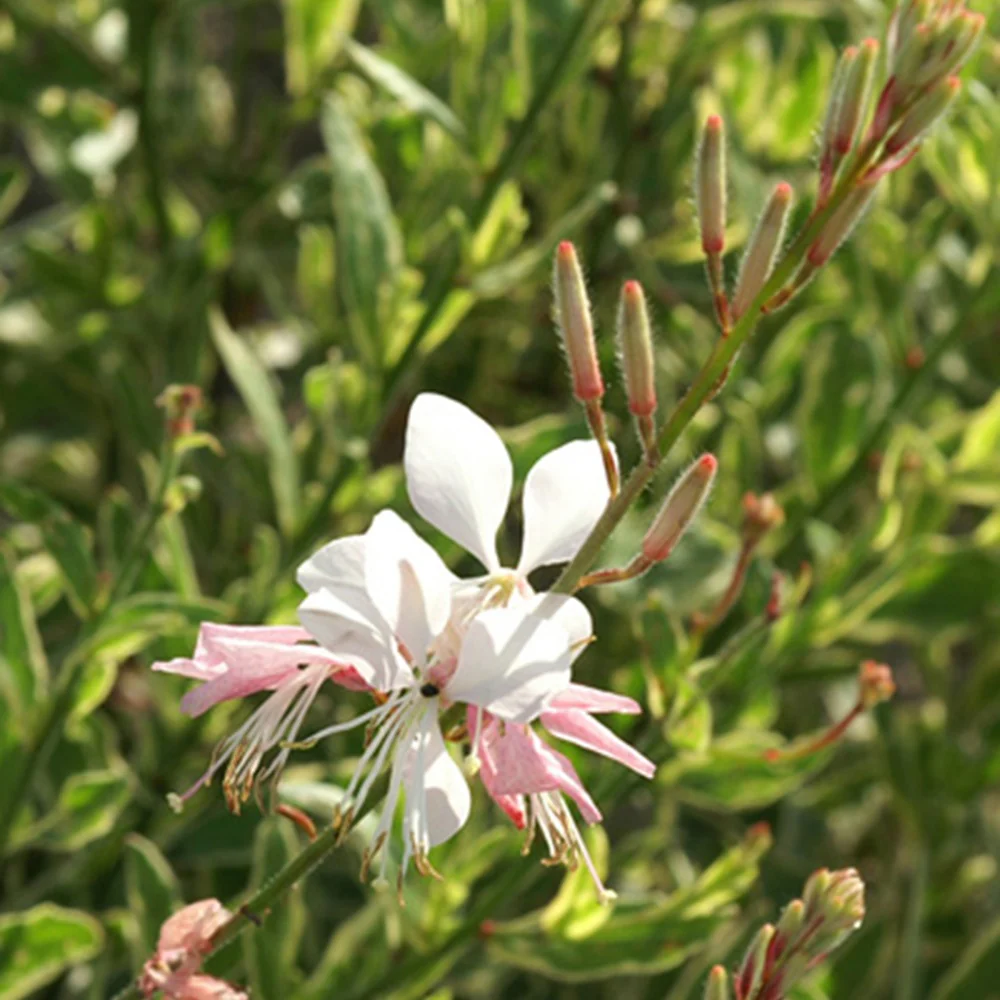 Gaura Corrie's Gold - Image 2
