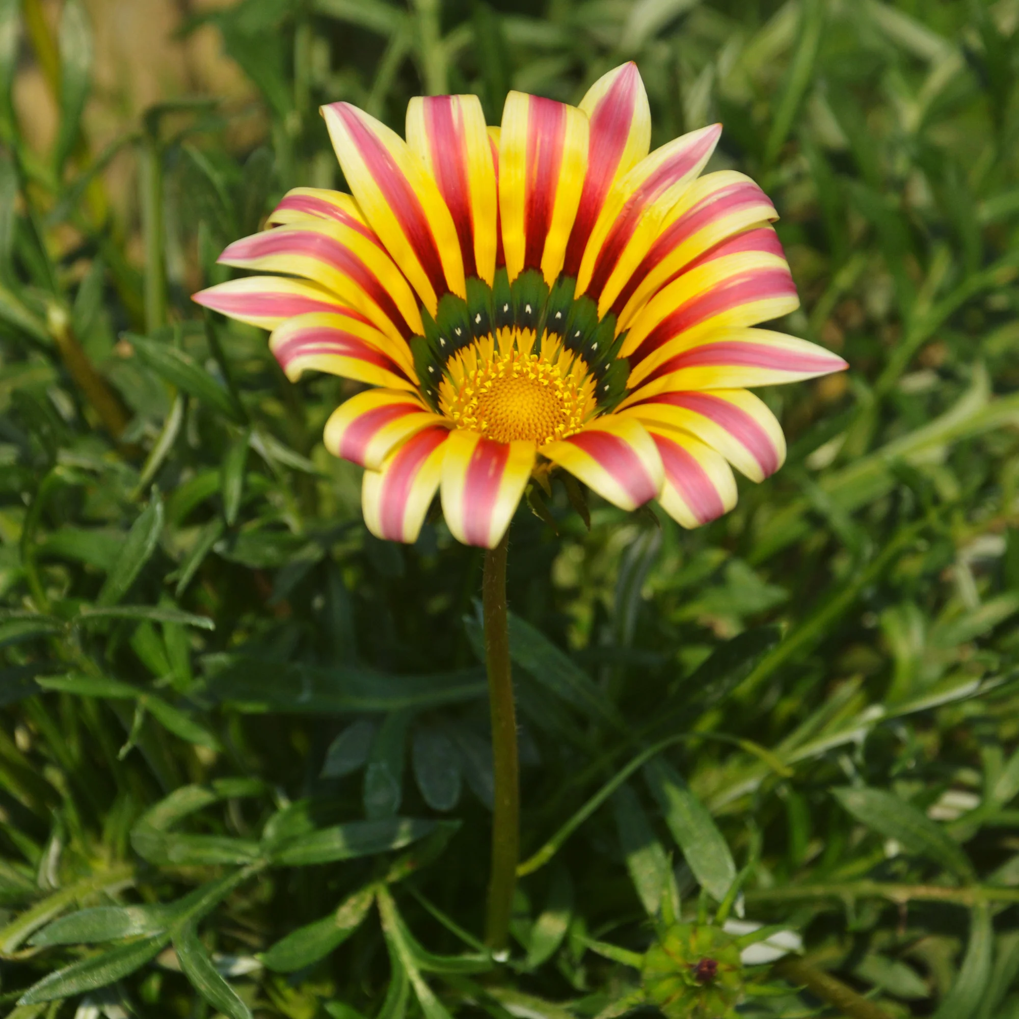 Gazania Big Kiss Yellow Flame