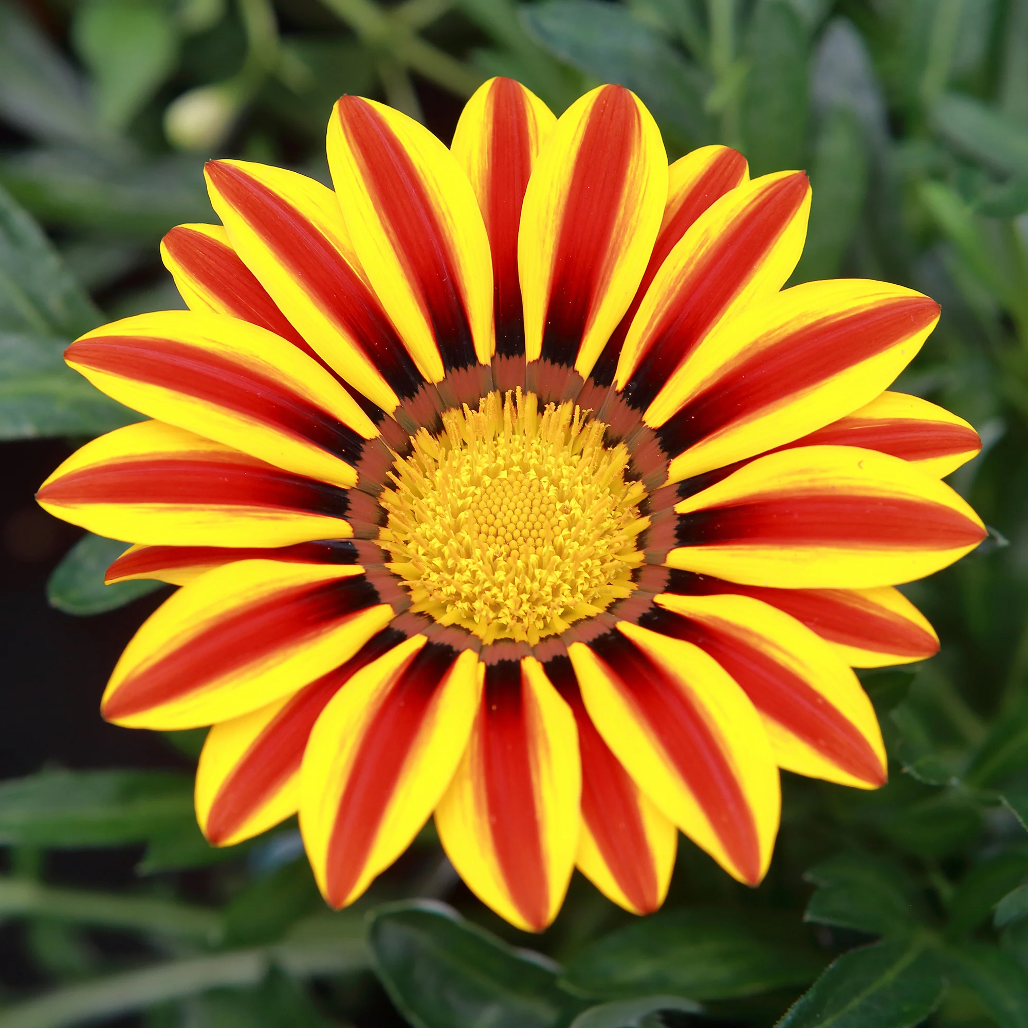 Gazania Big Kiss Yellow Flame - Image 2