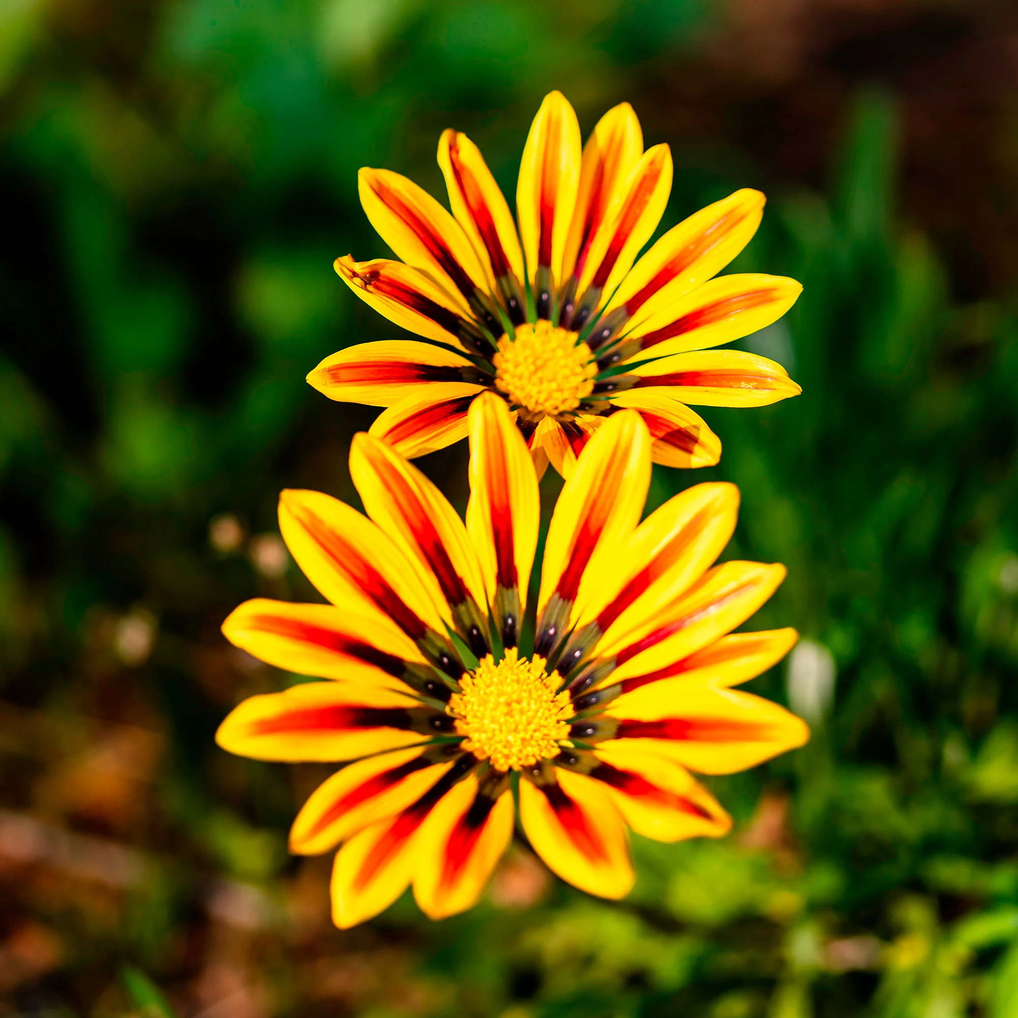 Gazania Big Kiss Yellow Flame - Image 3