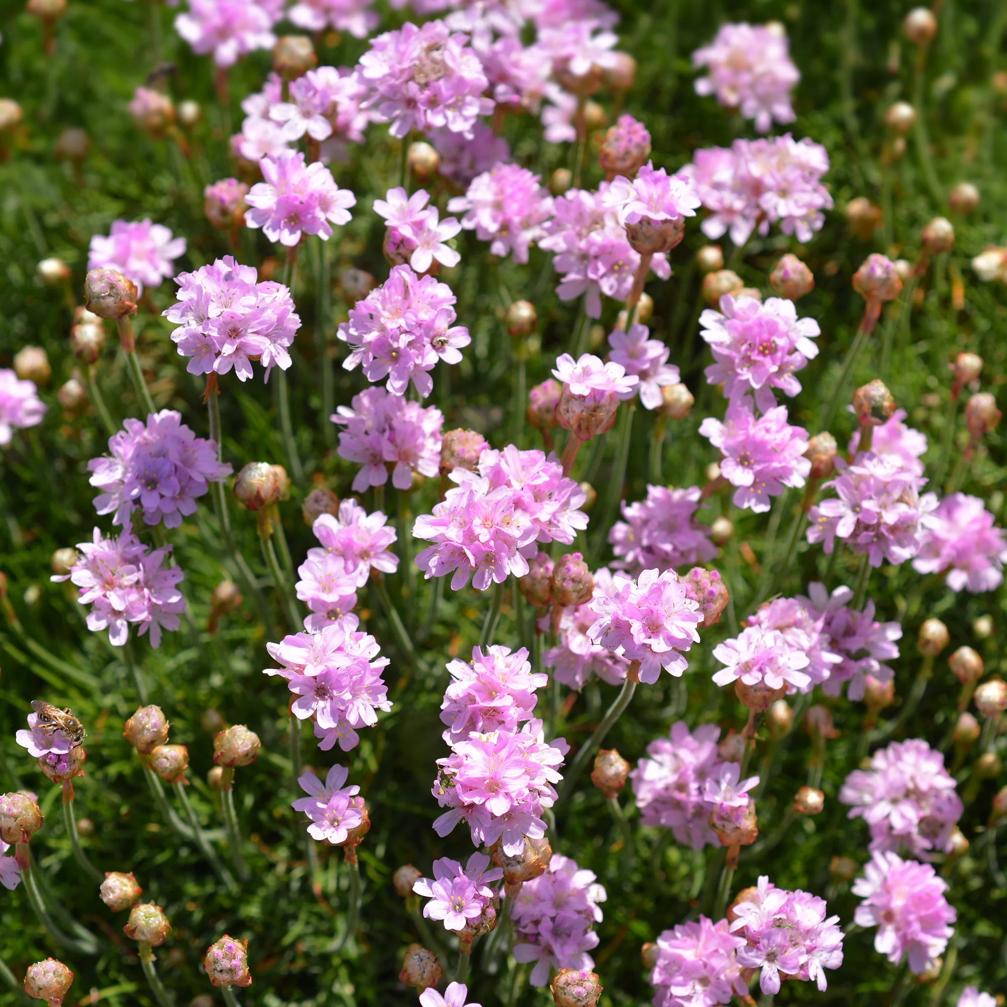 Gazon d'Espagne rose - Image 4