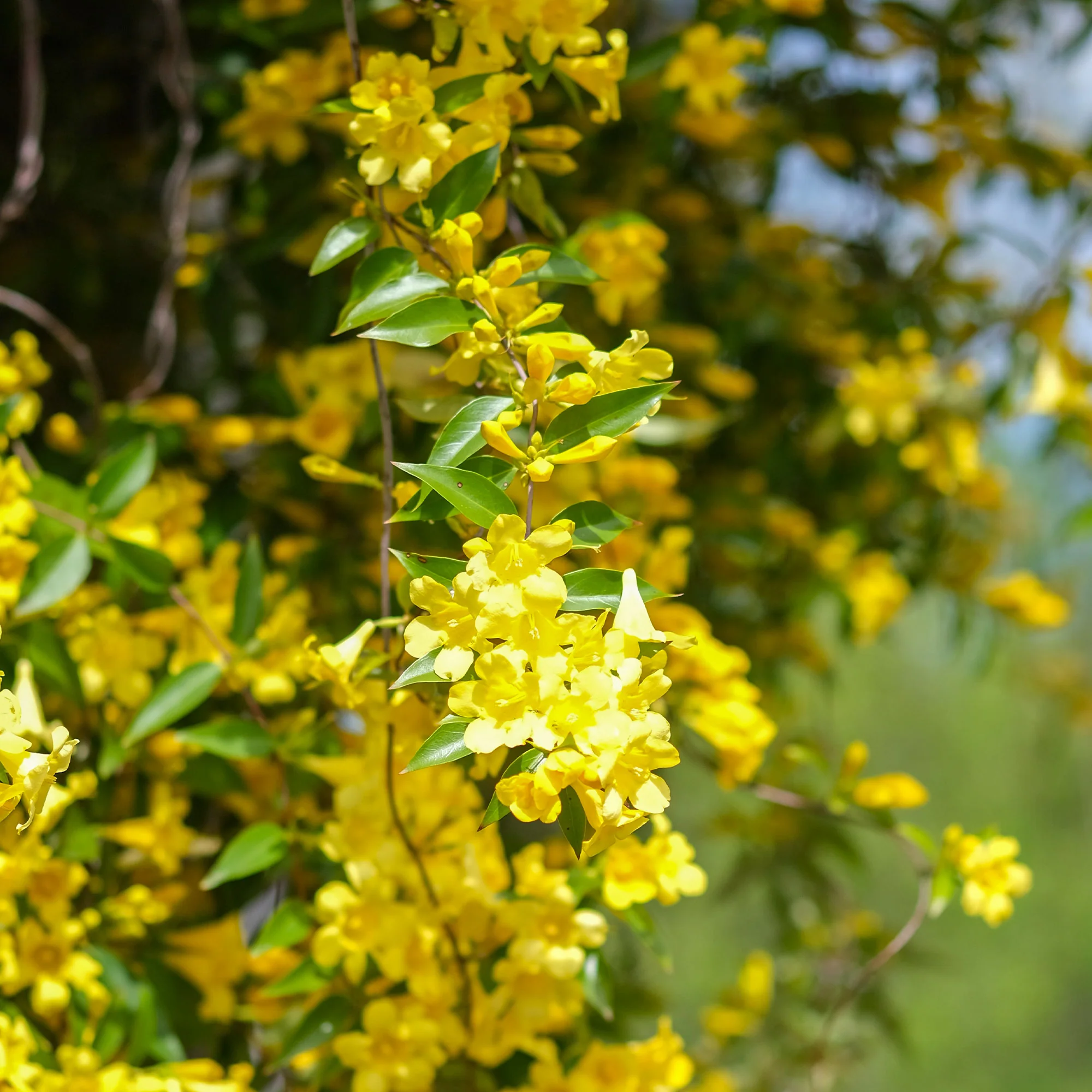 Gelsemium sempervirens
