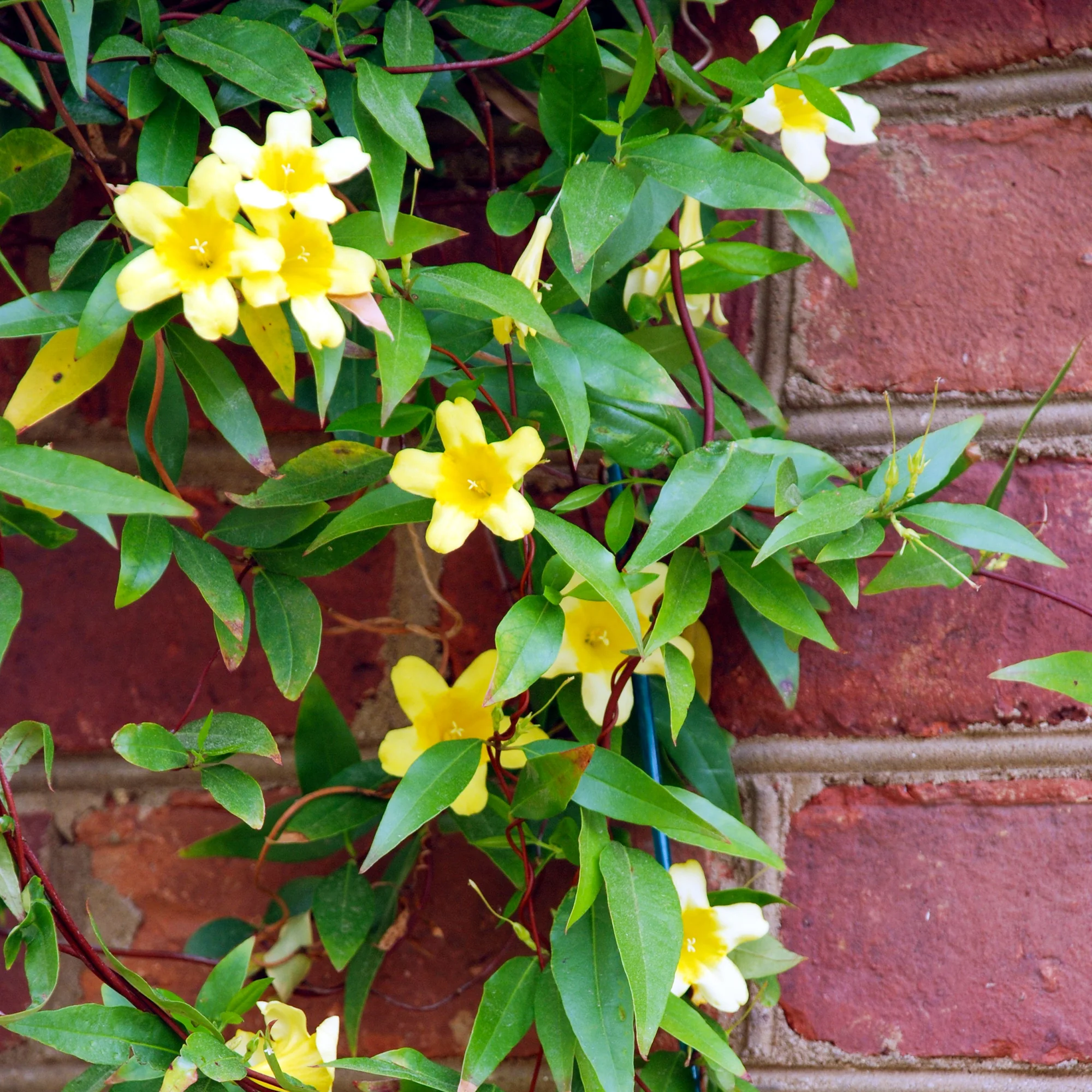 Gelsemium sempervirens - Image 3
