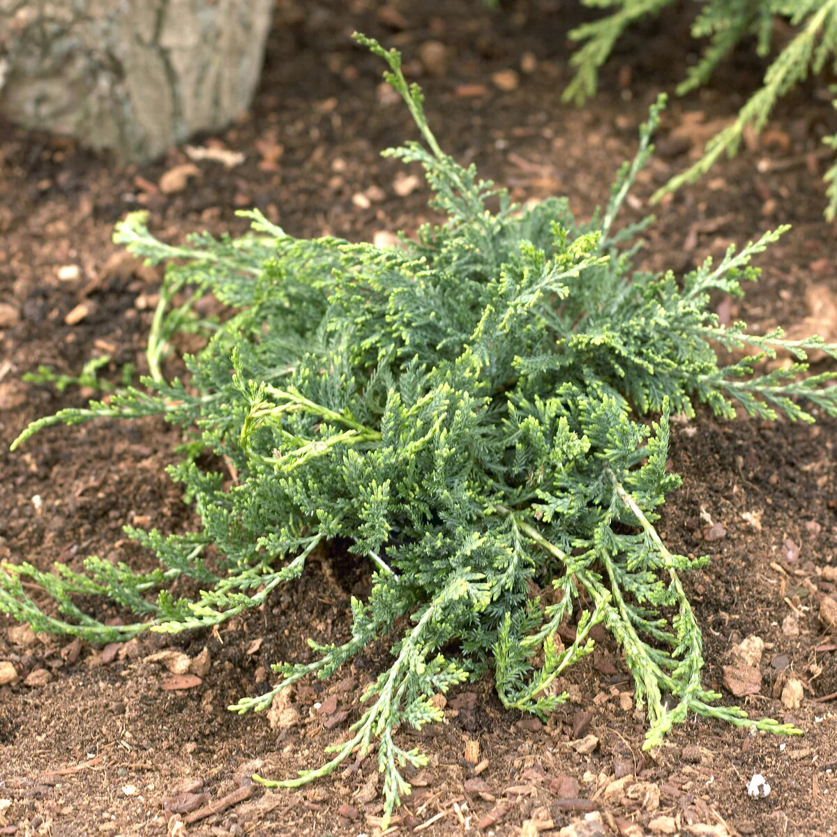 Genévrier rampant Wiltonii