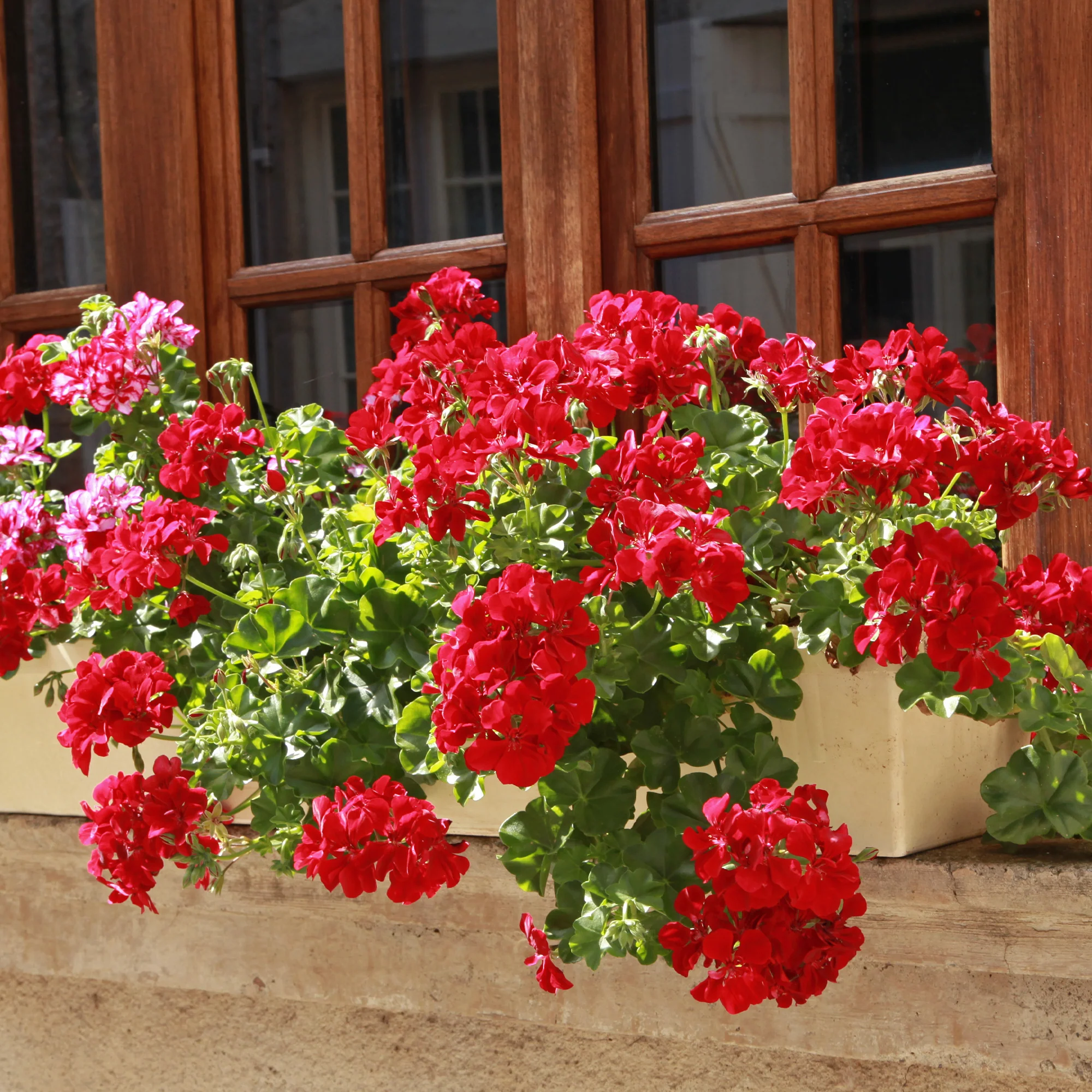Géranium lierre double rouge