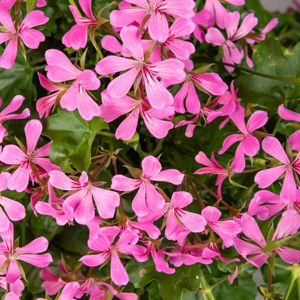 Géranium lierre rose