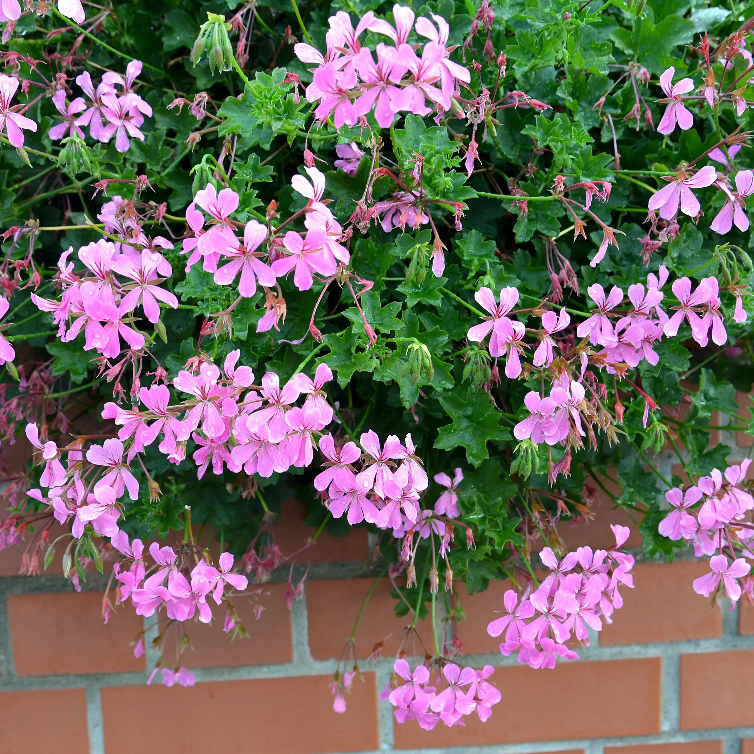 Géranium lierre rose - Image 3