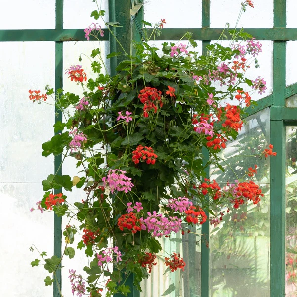 Géranium lierre rose - Image 4