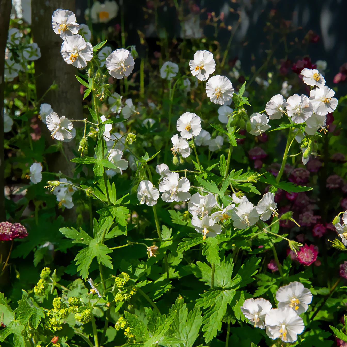 Géranium vivace à fleurs blanches