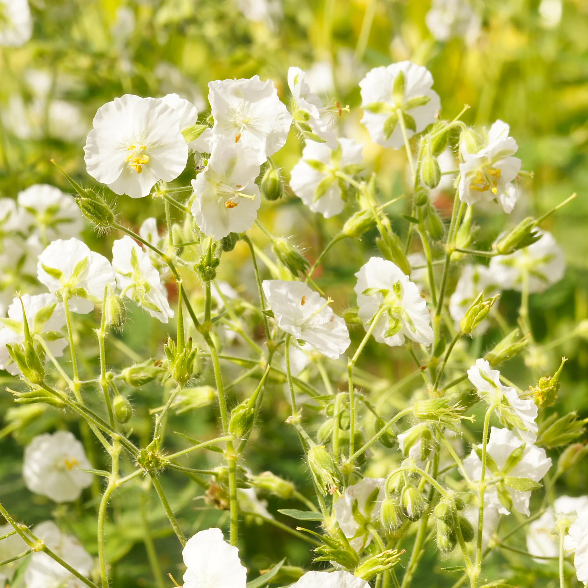 Géranium vivace à fleurs blanches - Image 2