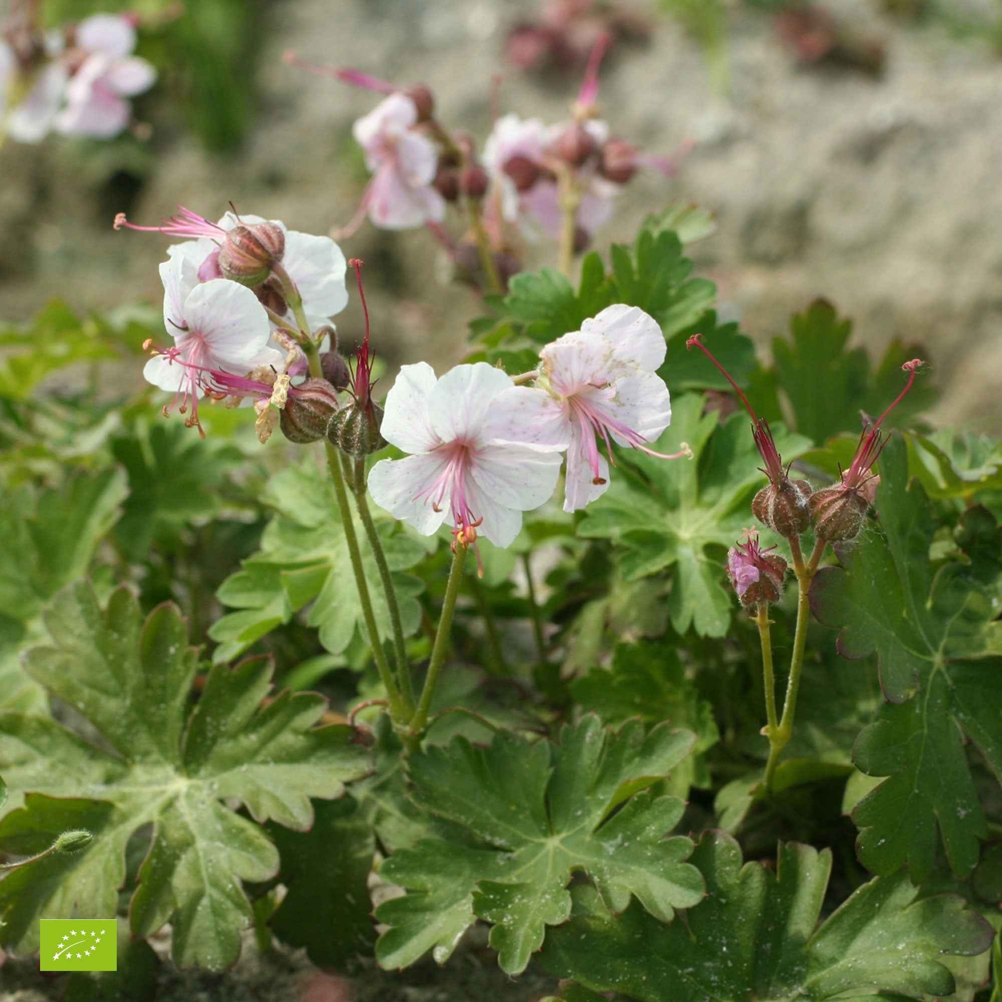 Géranium vivace cantabrigiense 'Biokovo'