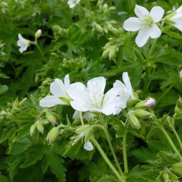 Géranium vivace des bois Album
