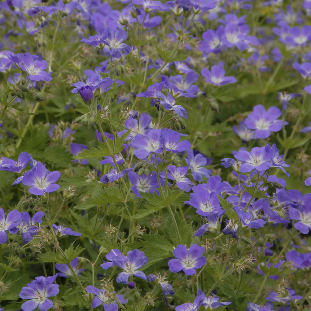 Géranium vivace des bois Mayflower - Image 2