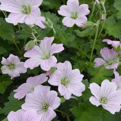 Géranium vivace Dreamland