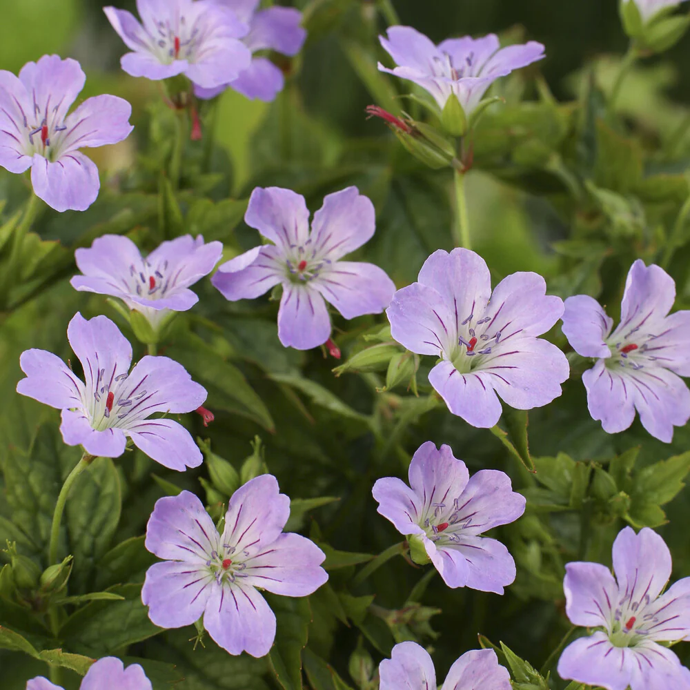 Géranium vivace noueux - Image 3
