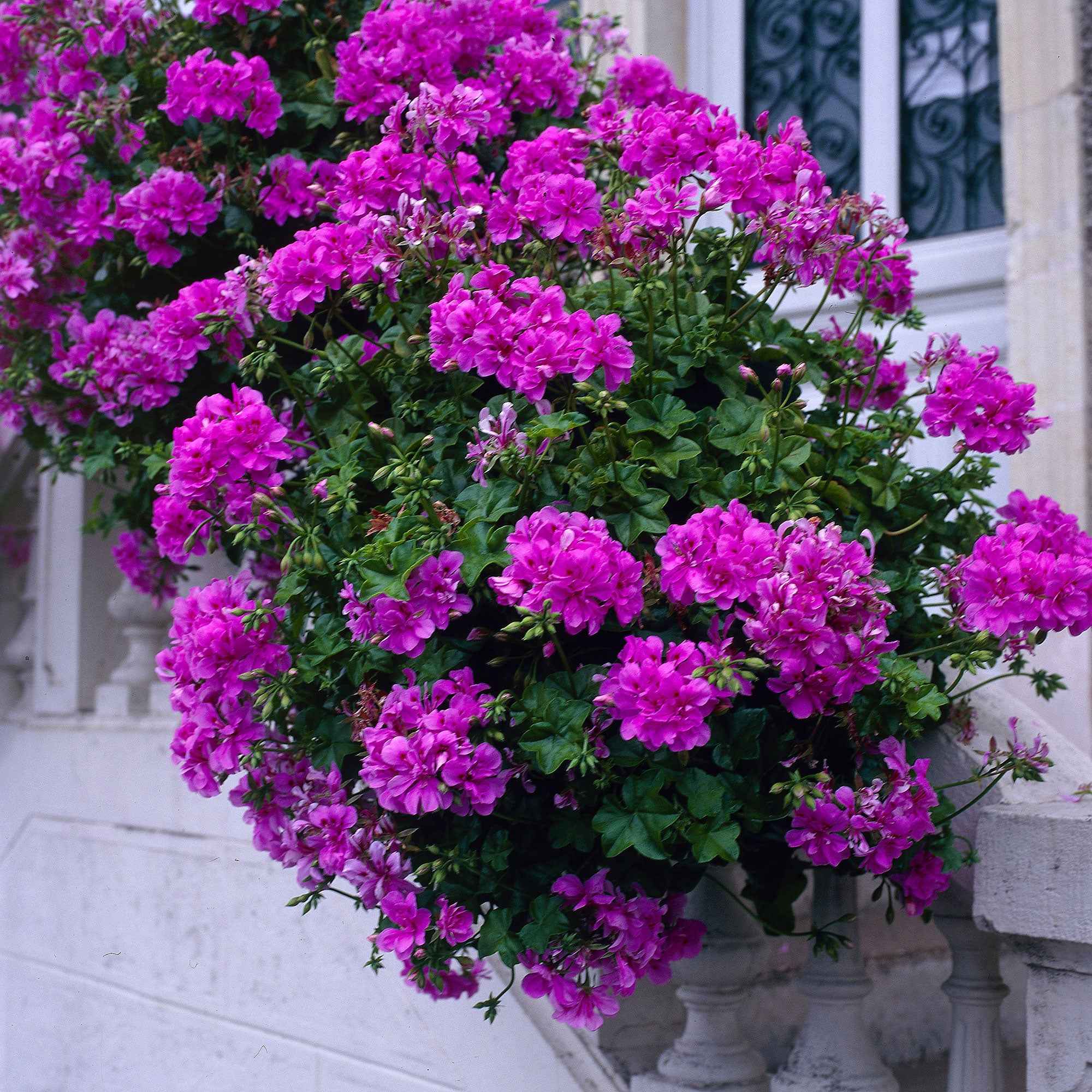 Géranium zonale 'Dark Lilac'