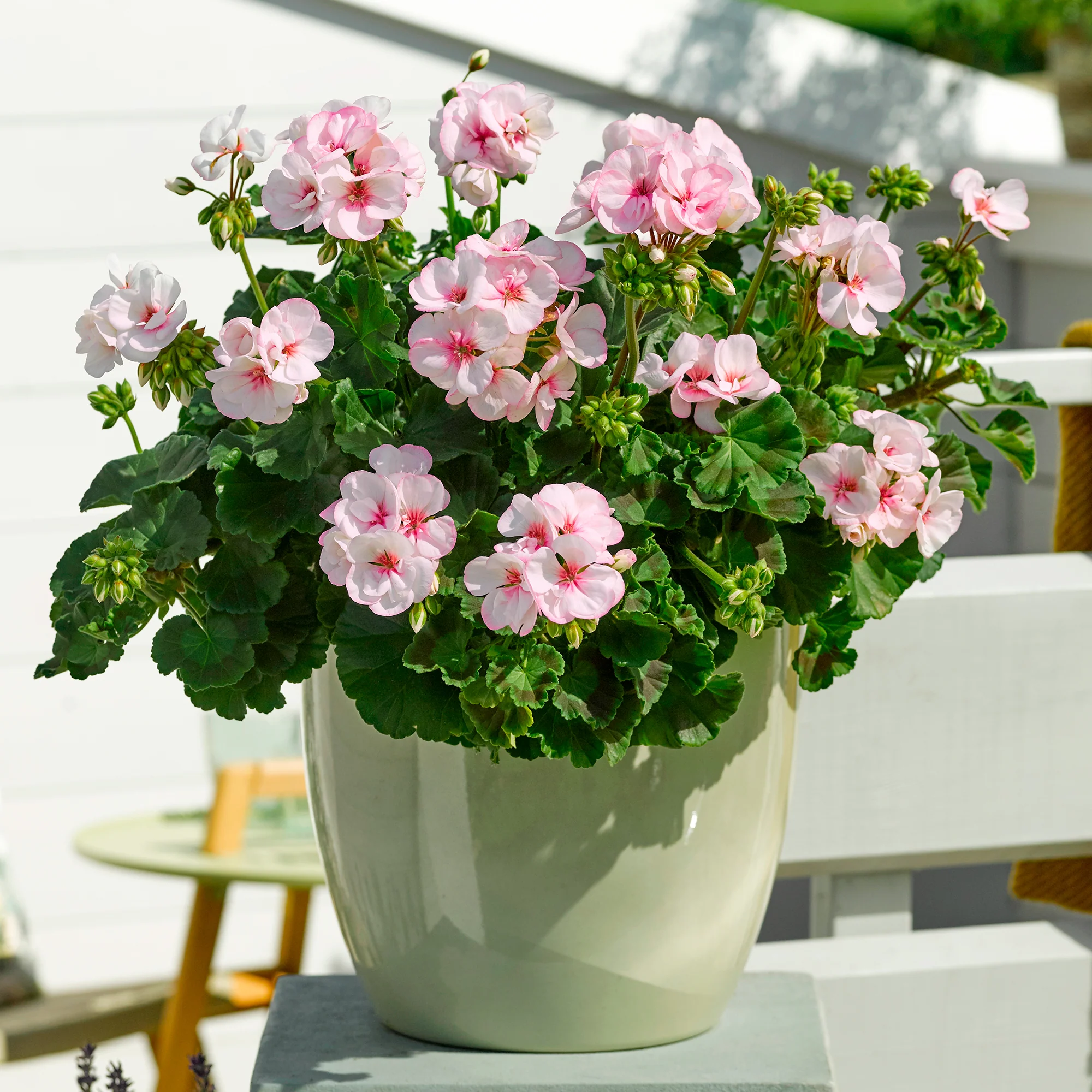 Geranium zonale Estelle