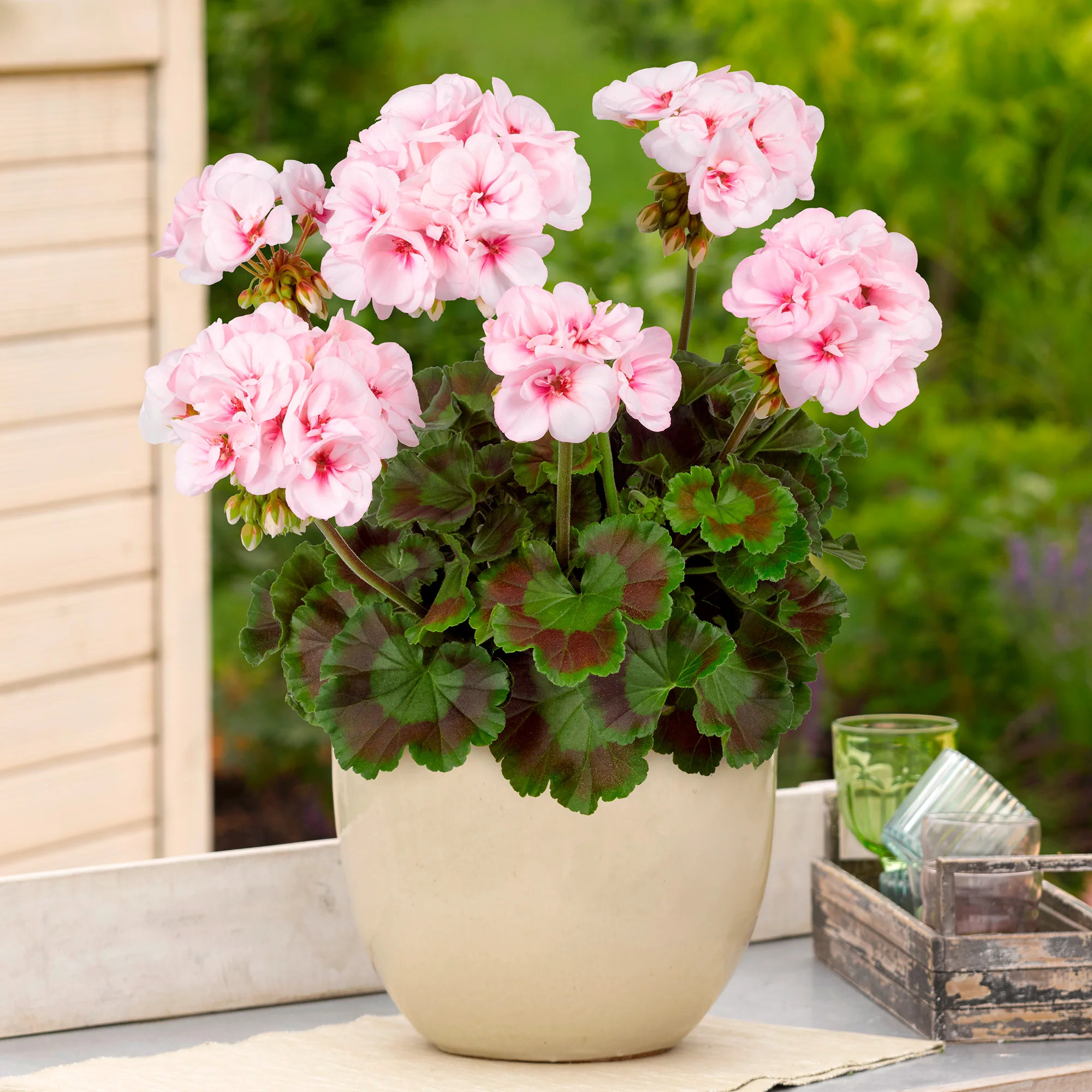 Geranium zonale Estelle - Image 2