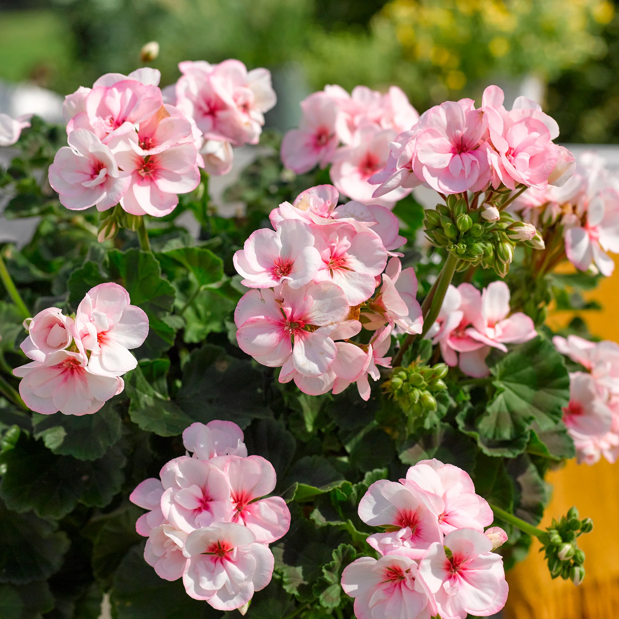 Geranium zonale Estelle - Image 3