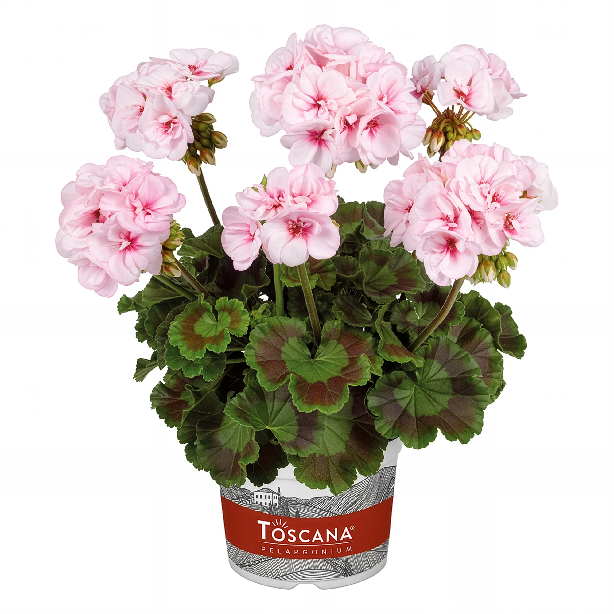 Geranium zonale Estelle - Image 4