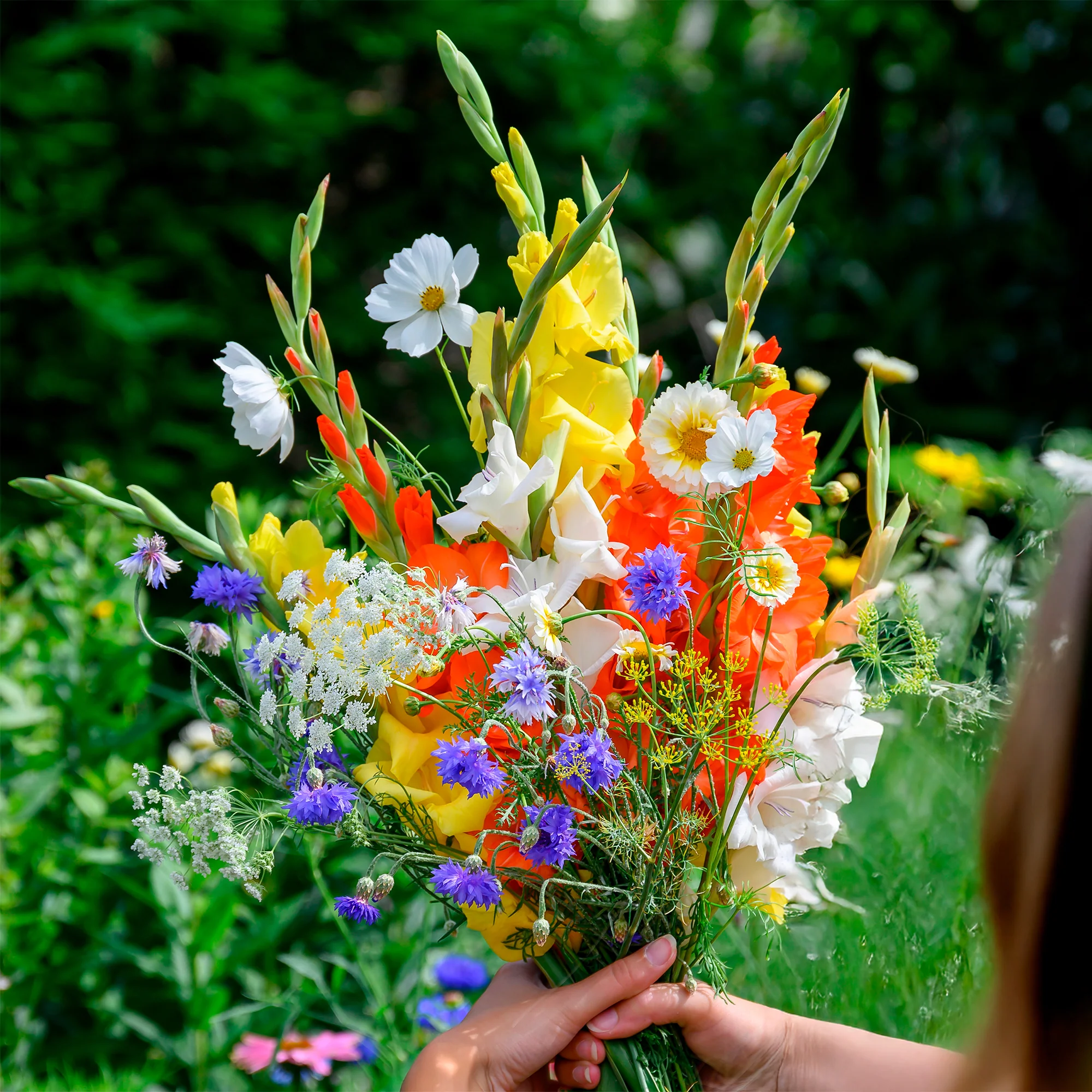 Glaïeul et mélange de graines de fleurs - Image 2