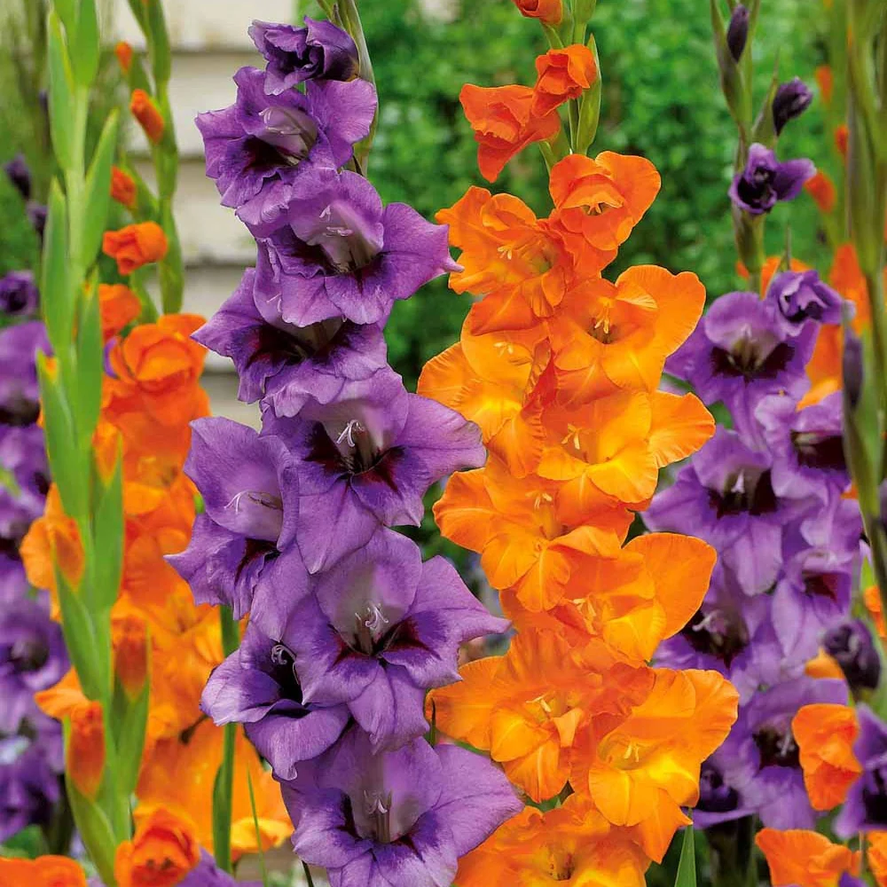 20 Glaïeuls orange et lilas