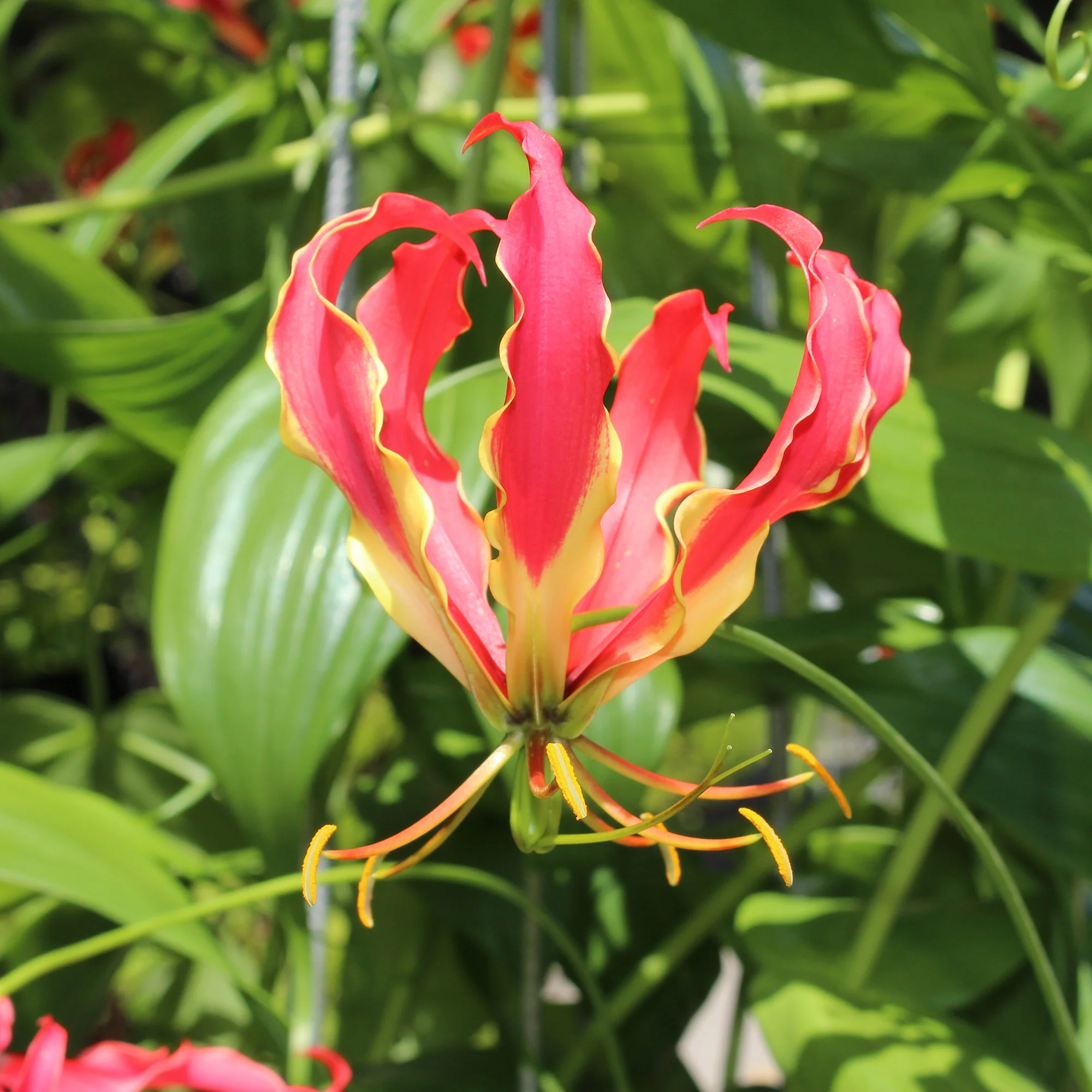 Gloriosa Carsonii - Lis de Malabar - Image 3