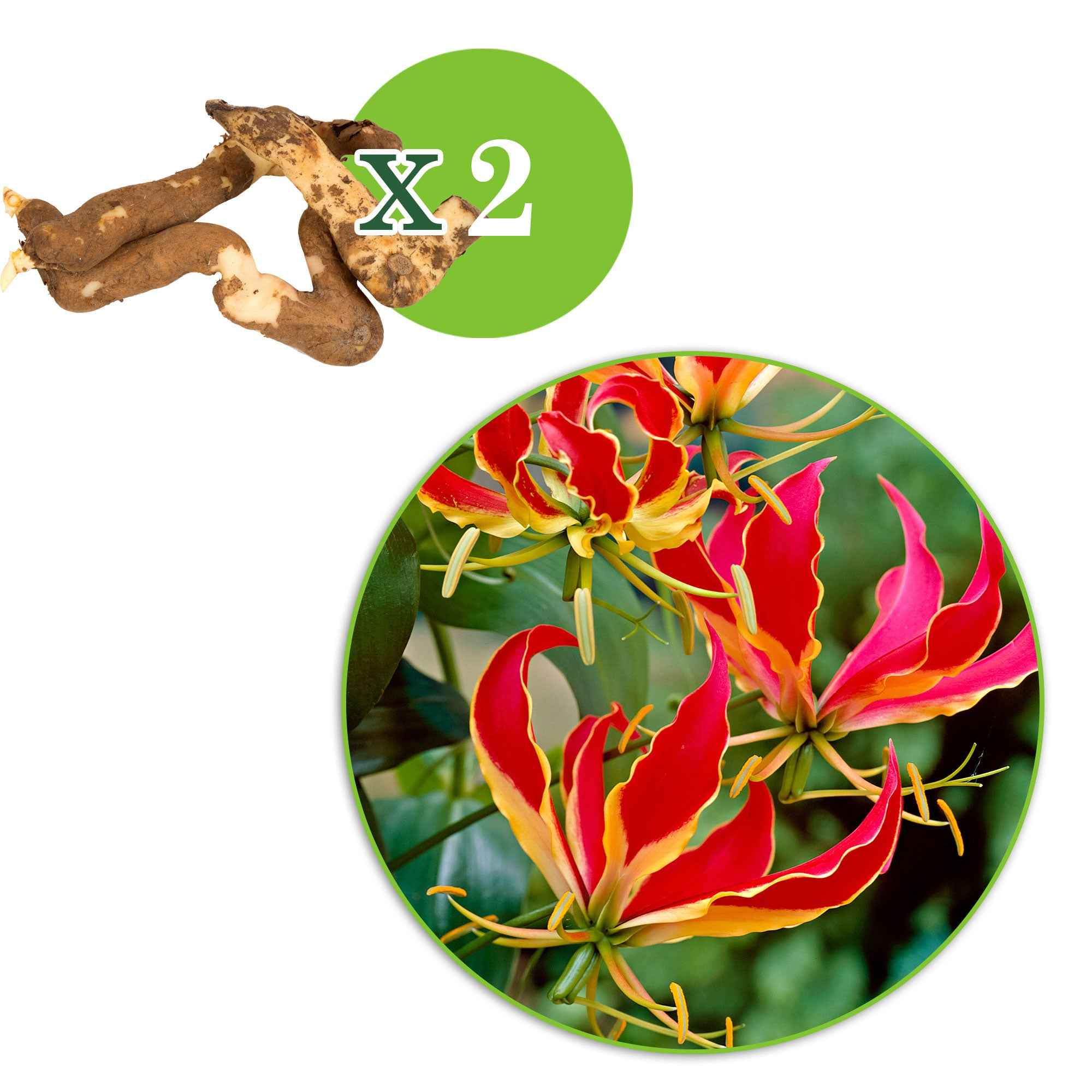 2 Gloriosas Rothschildiana - Image 2