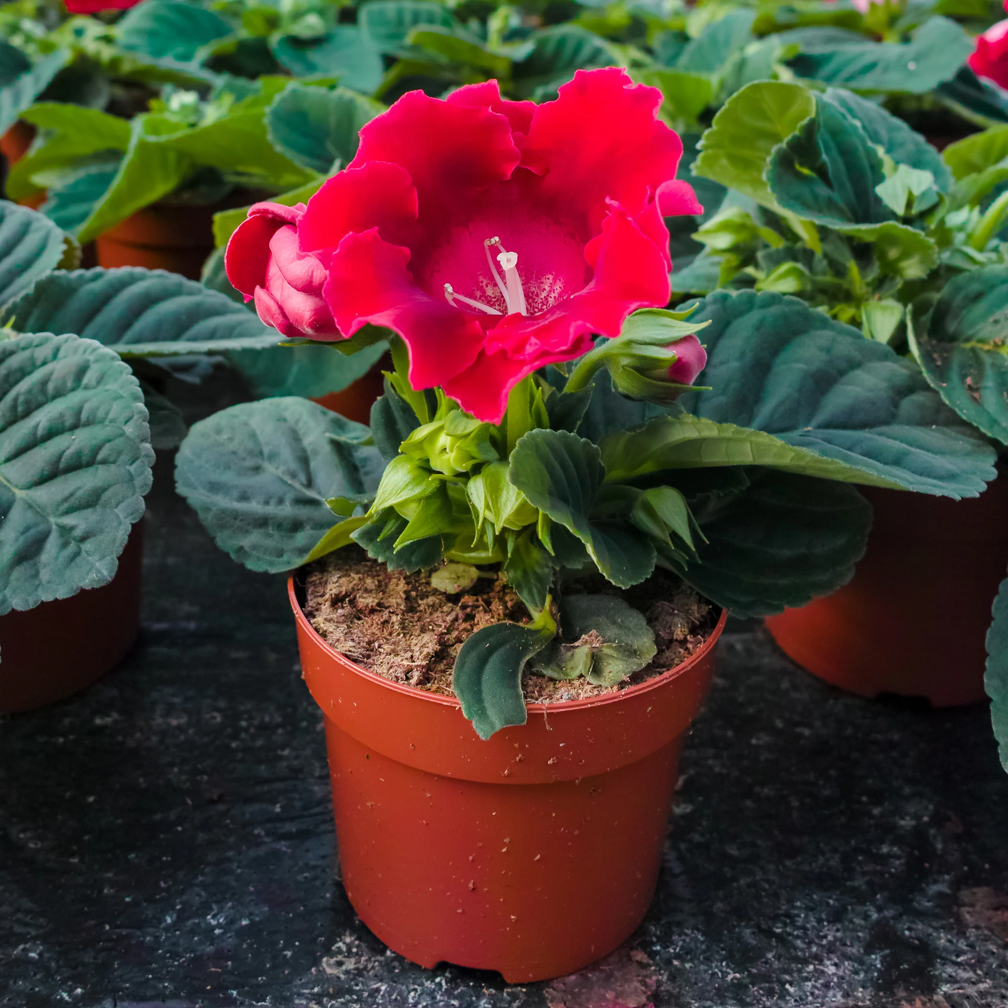 Gloxinia Etoile de feu - Image 2