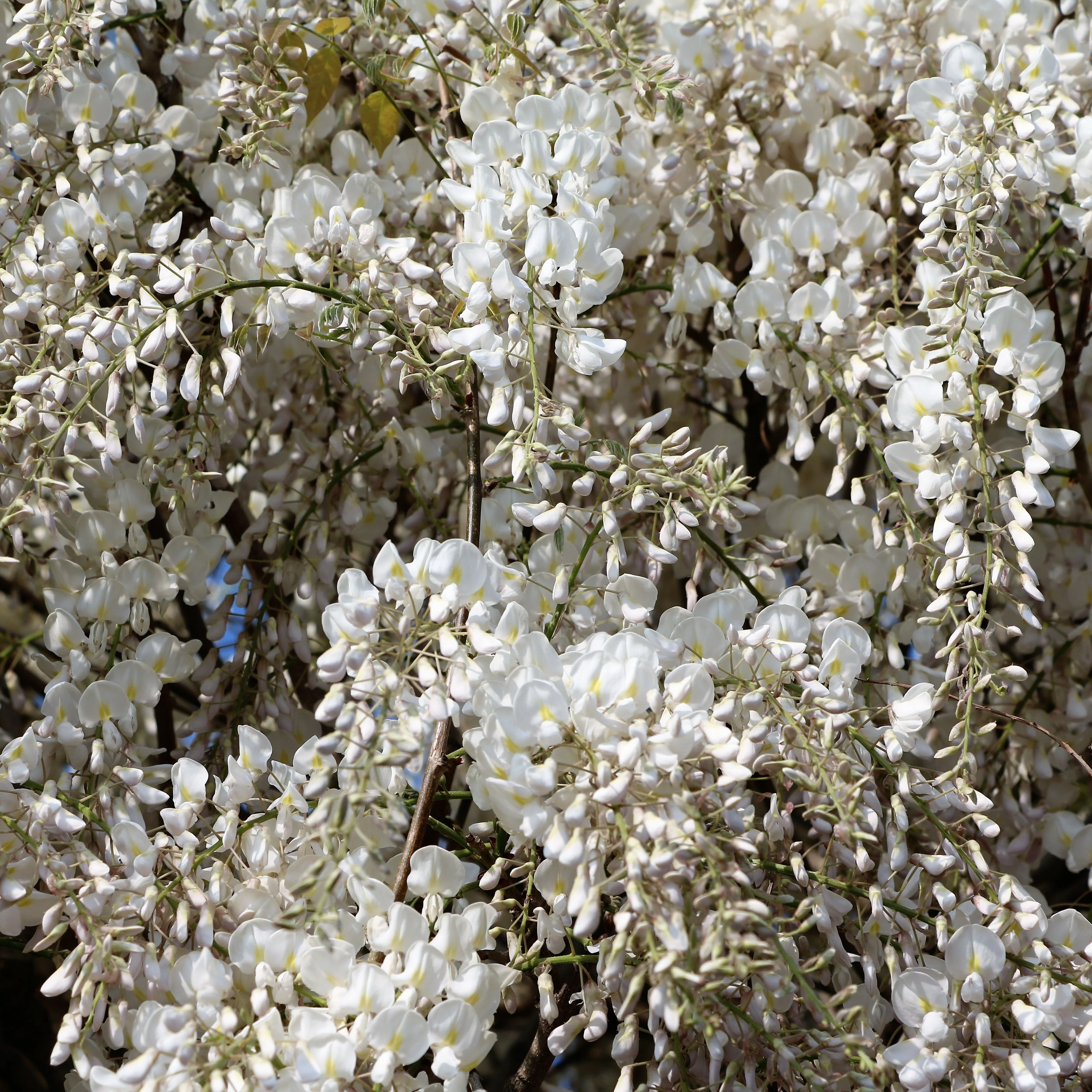 Glycine blanche sur tige - Image 3