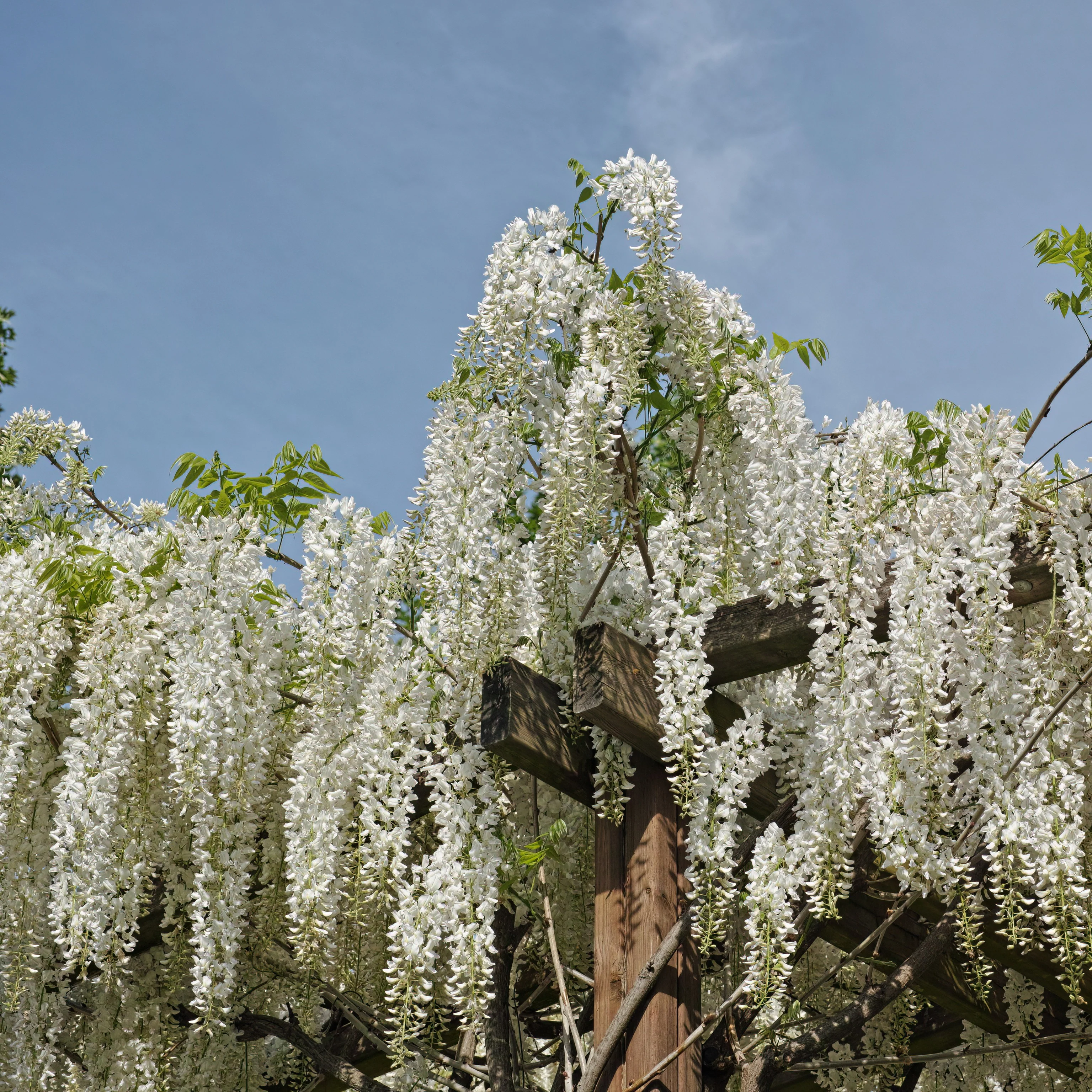 Glycine blanche sur tige - Image 4