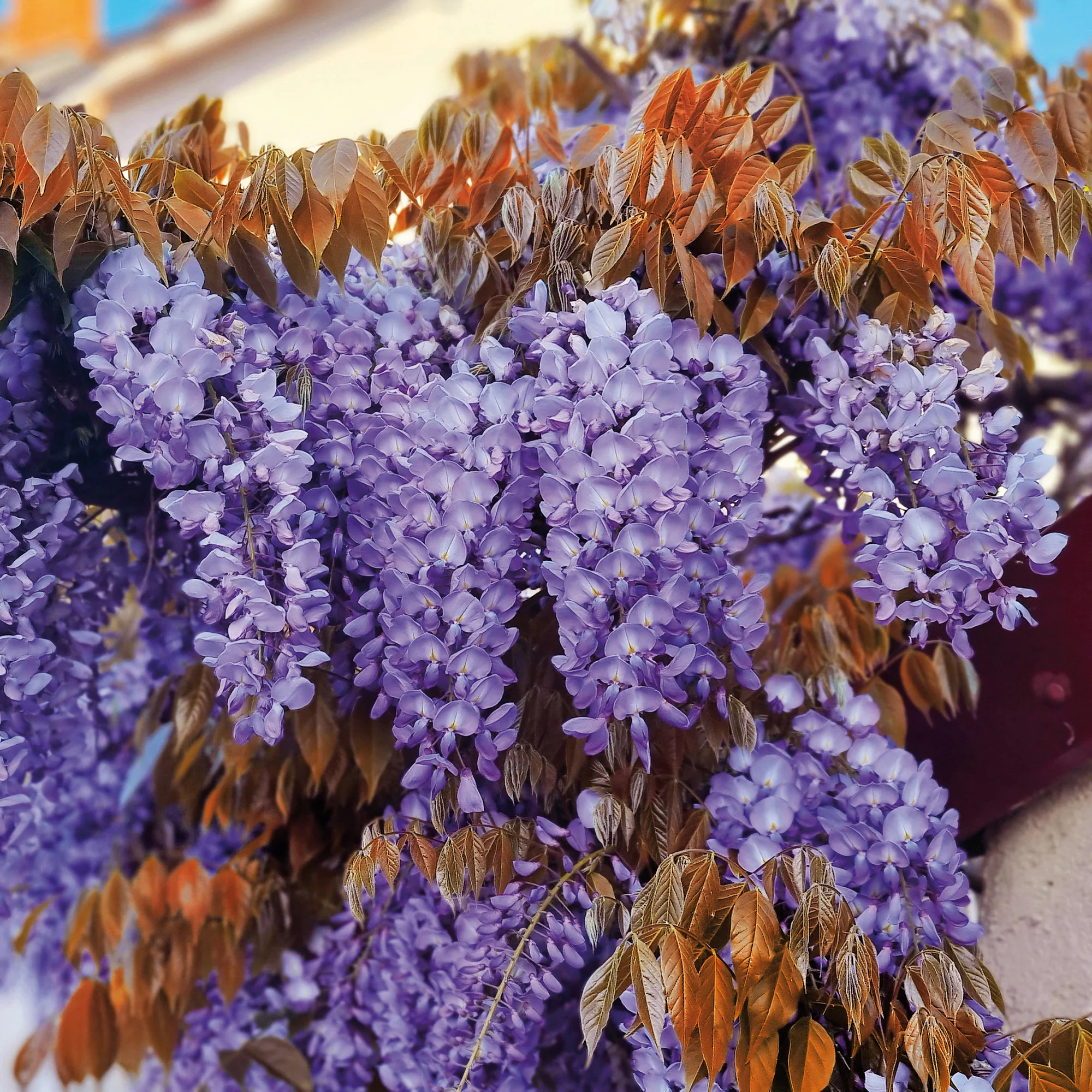 Glycine Blue Line® Copper Leo
