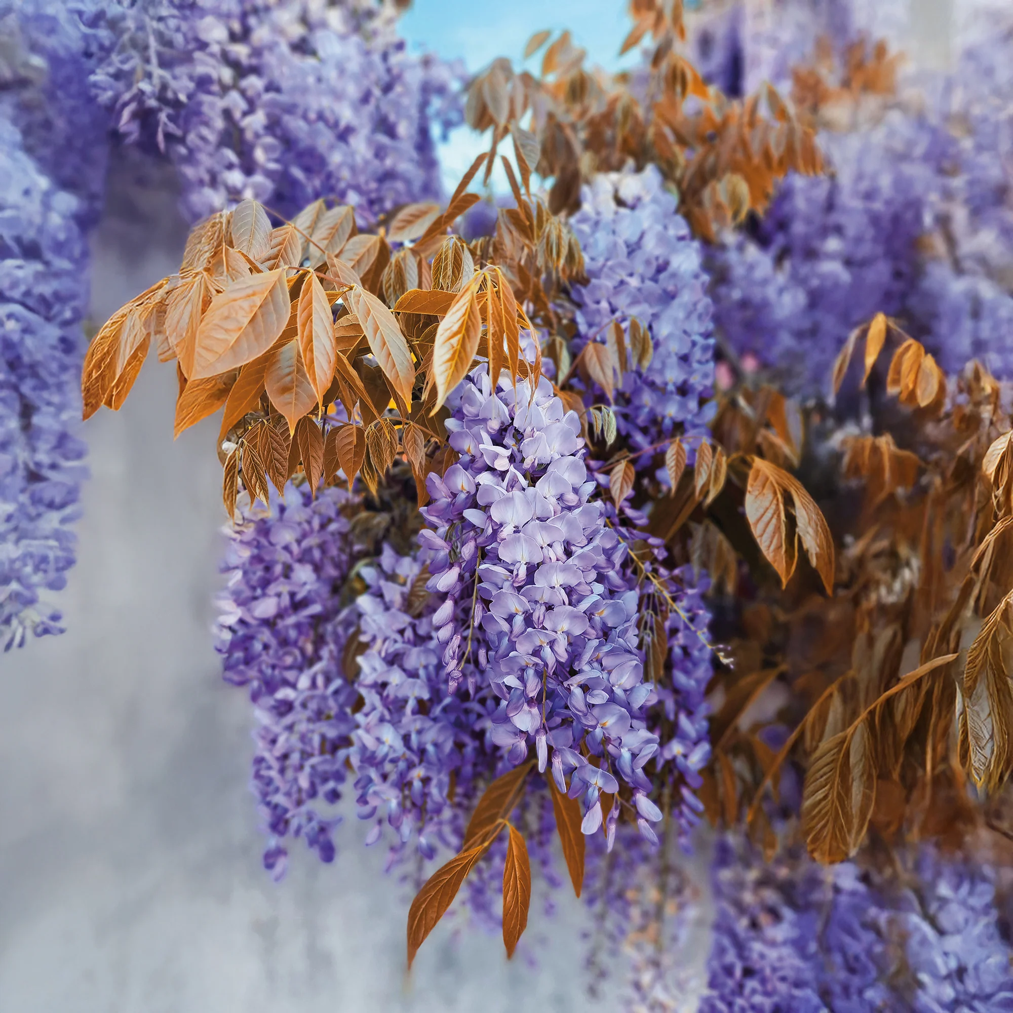 Glycine Blue Line® Copper Leo - Image 3