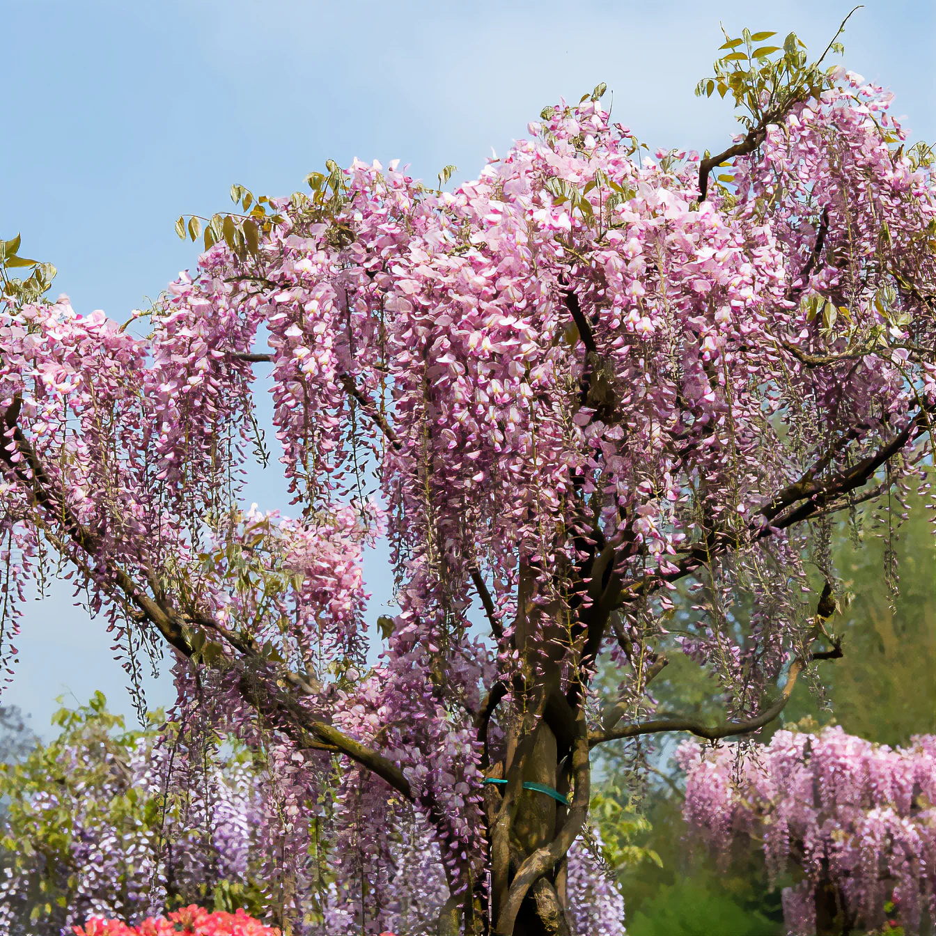 Glycine du Japon Honbeni - Image 3