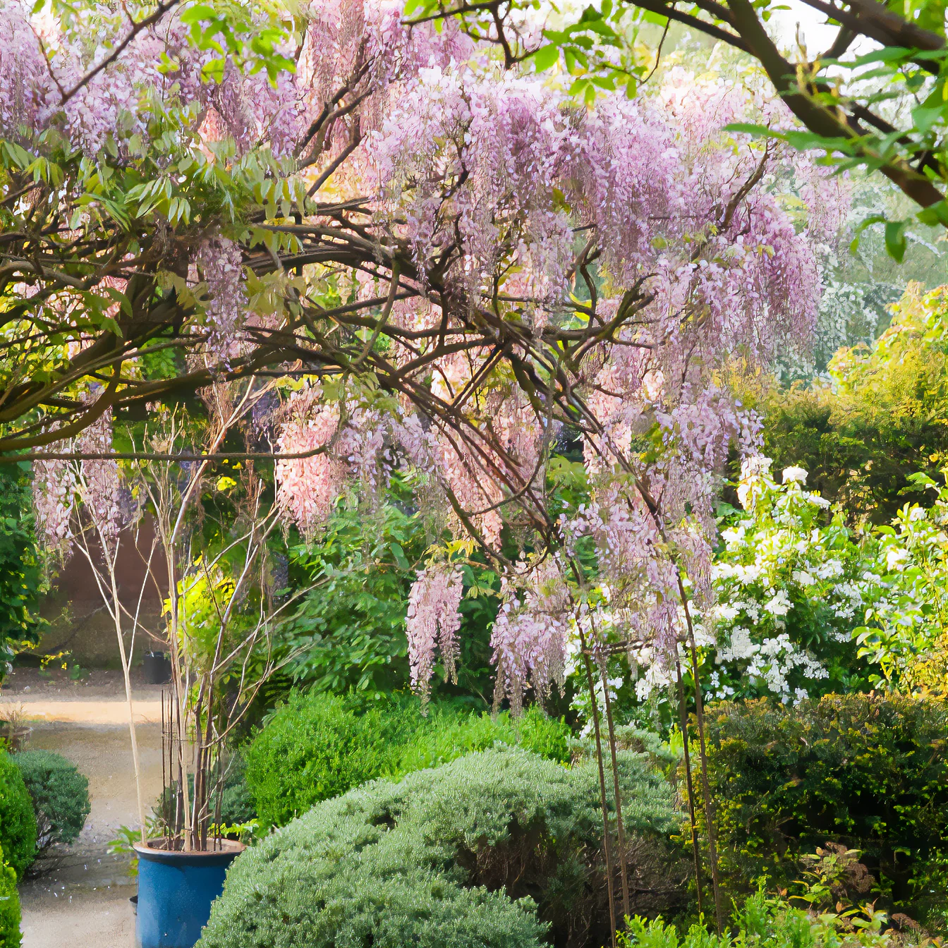 Glycine du Japon Honbeni - Image 4