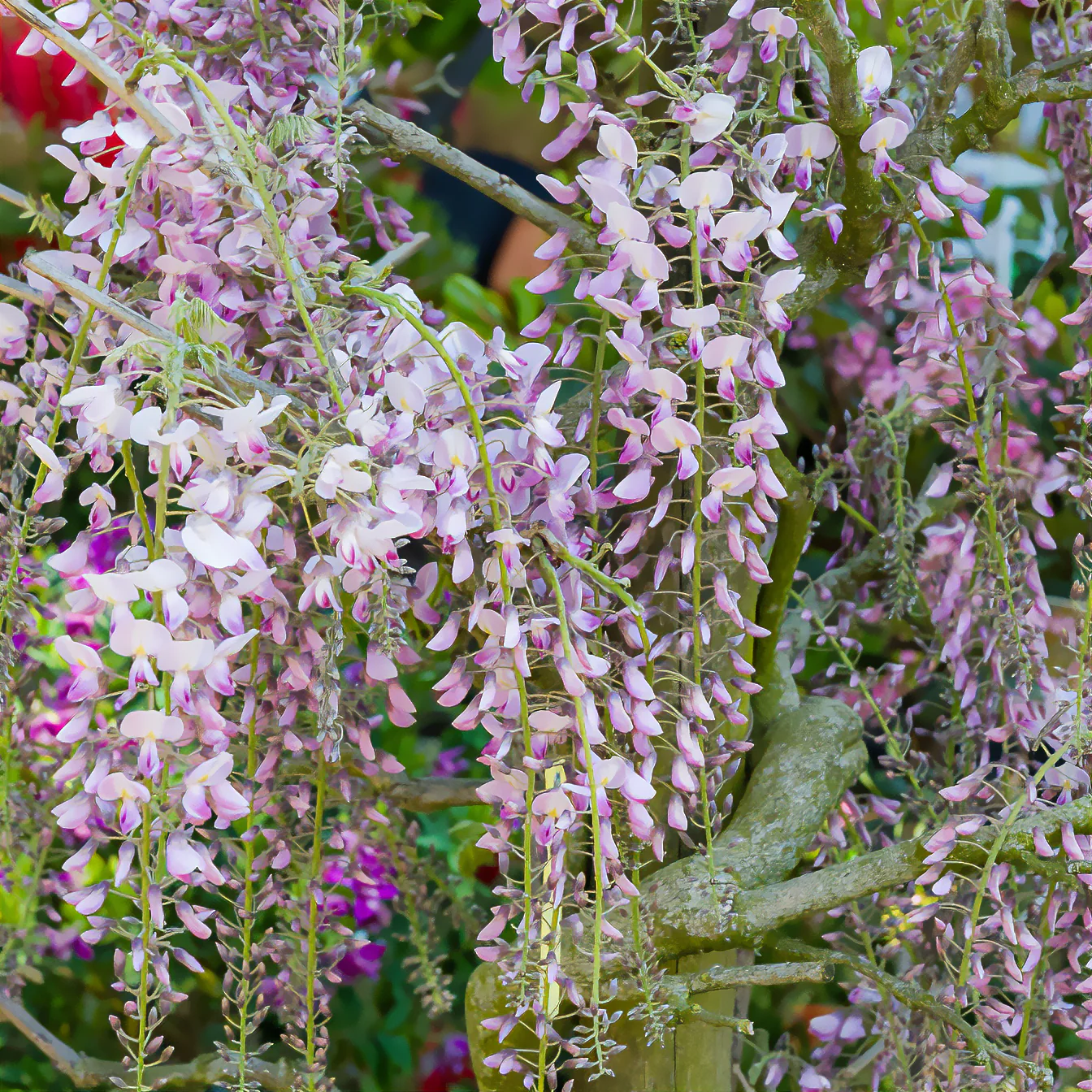 Glycine du Japon Honbeni - Image 5
