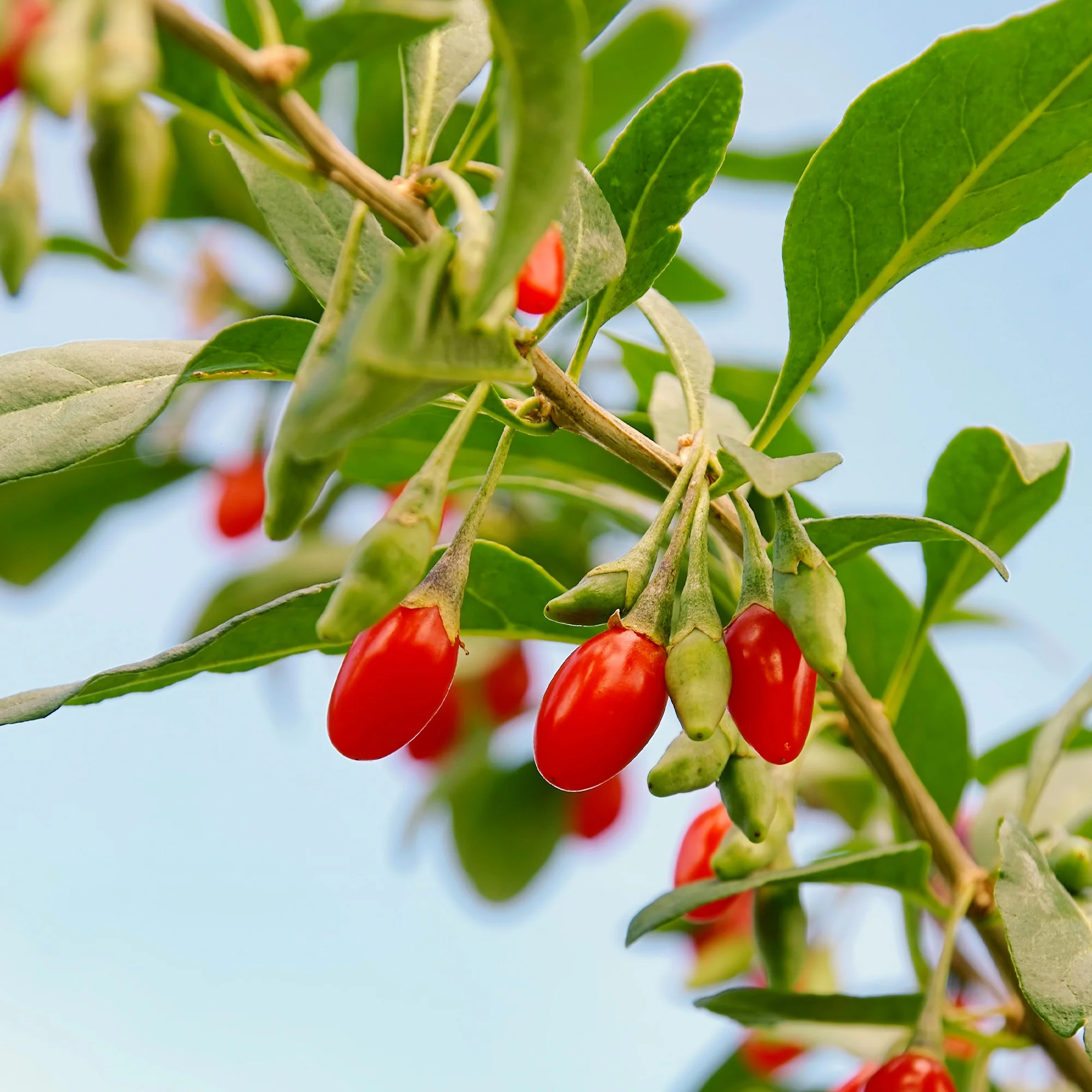 Goji