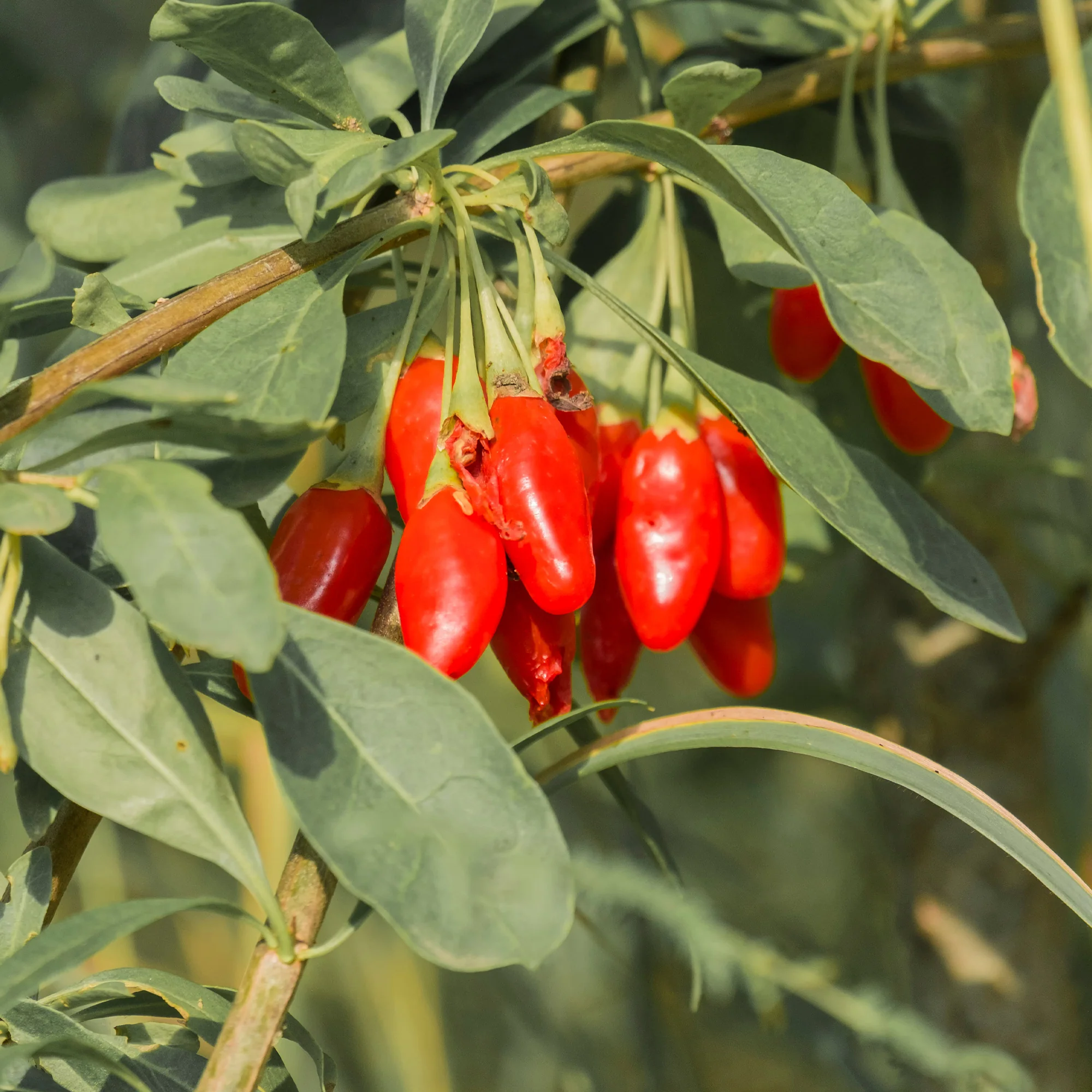 Goji - Image 3